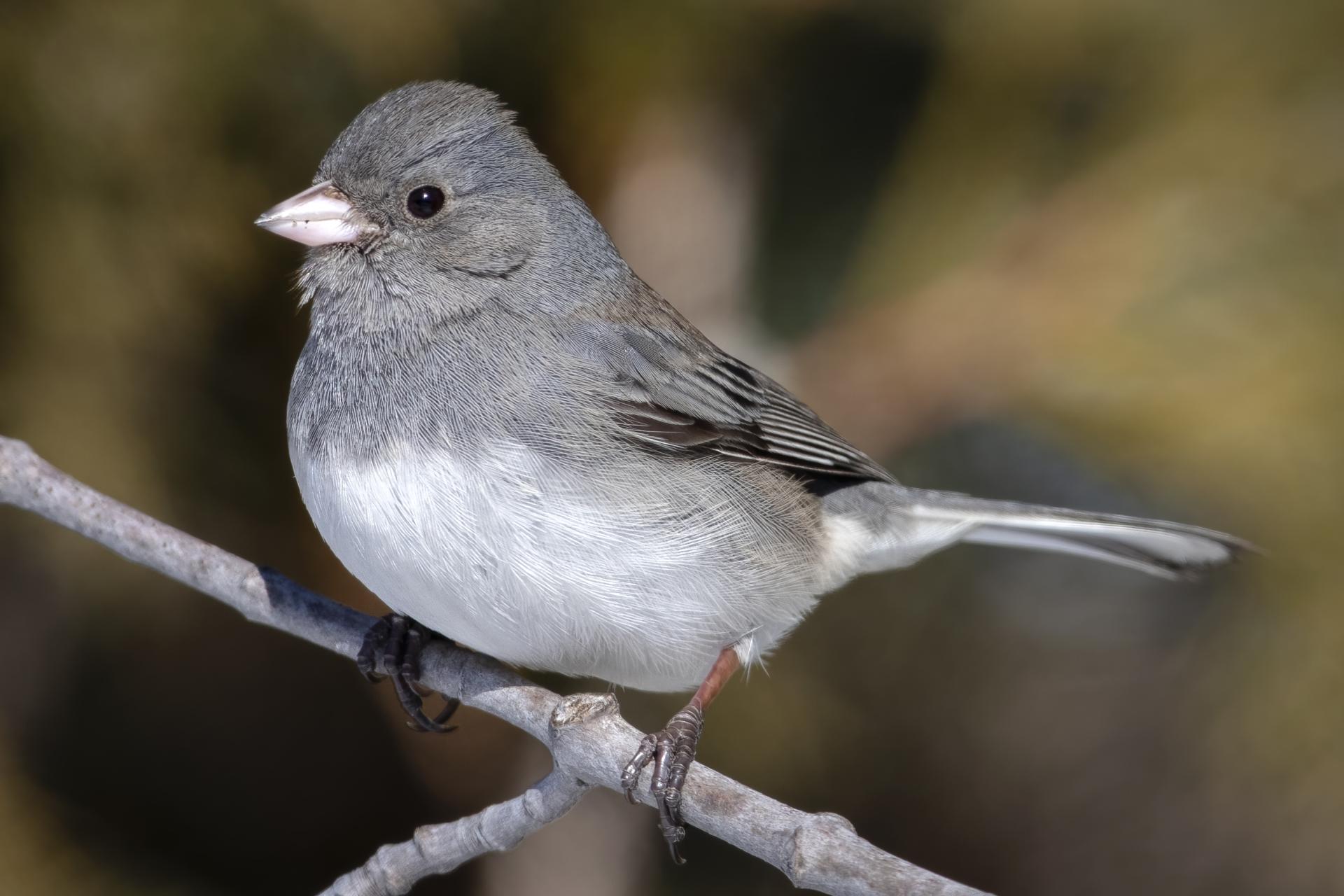 junco-ardoise-dark-eyed-junco