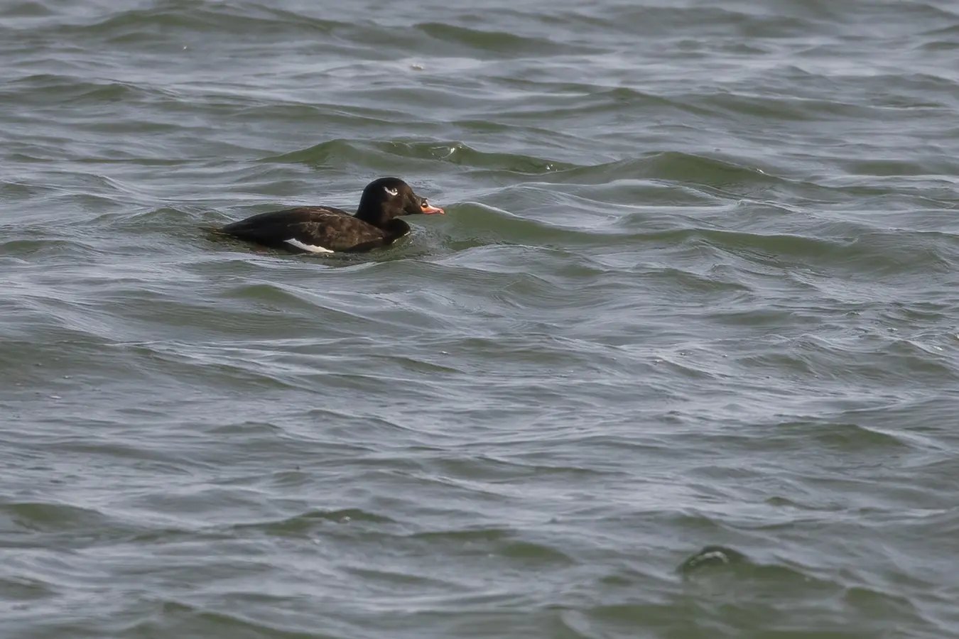 macreuse-a-ailes-blanches-white-winged-scoter