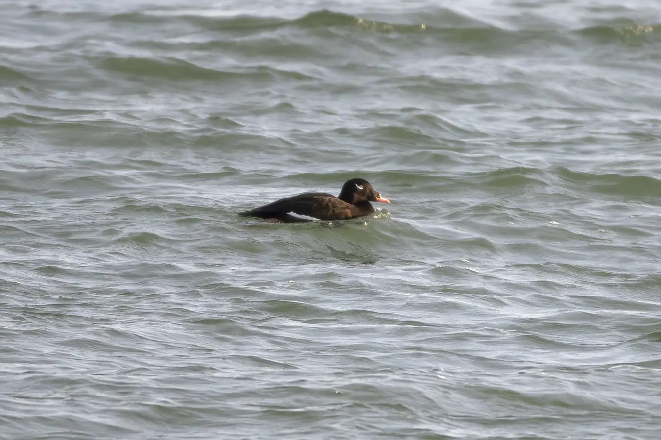 macreuse-a-ailes-blanches-white-winged-scoter