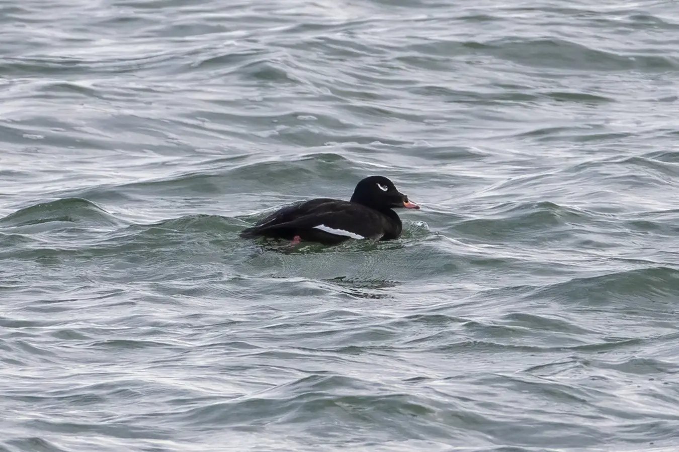 macreuse-a-ailes-blanches-white-winged-scoter