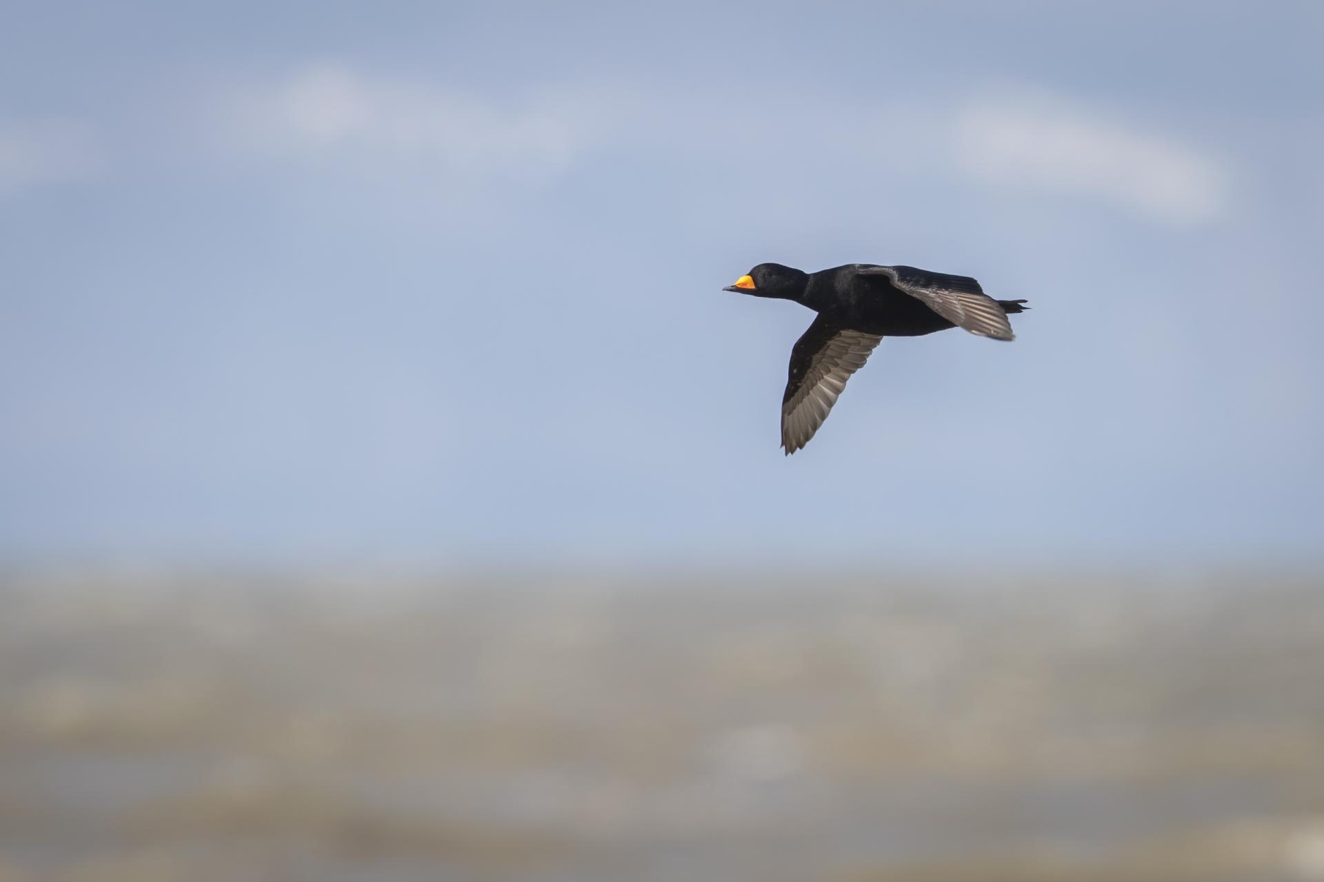 macreuse-a-bec-jaune-black-scoter
