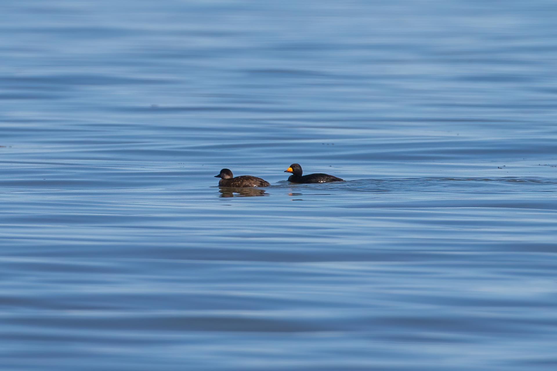 macreuse-a-bec-jaune-black-scoter