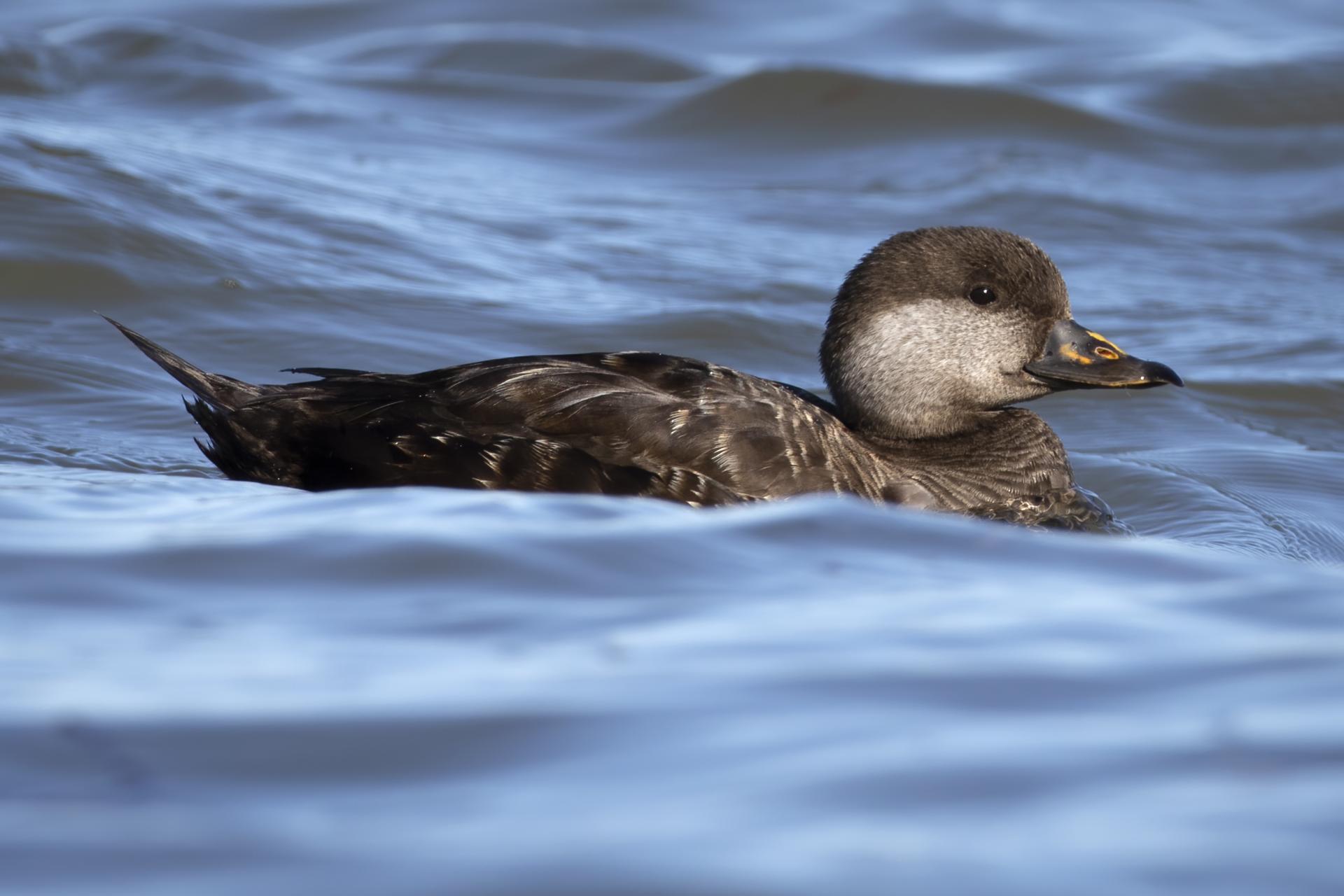 macreuse-a-bec-jaune-black-scoter