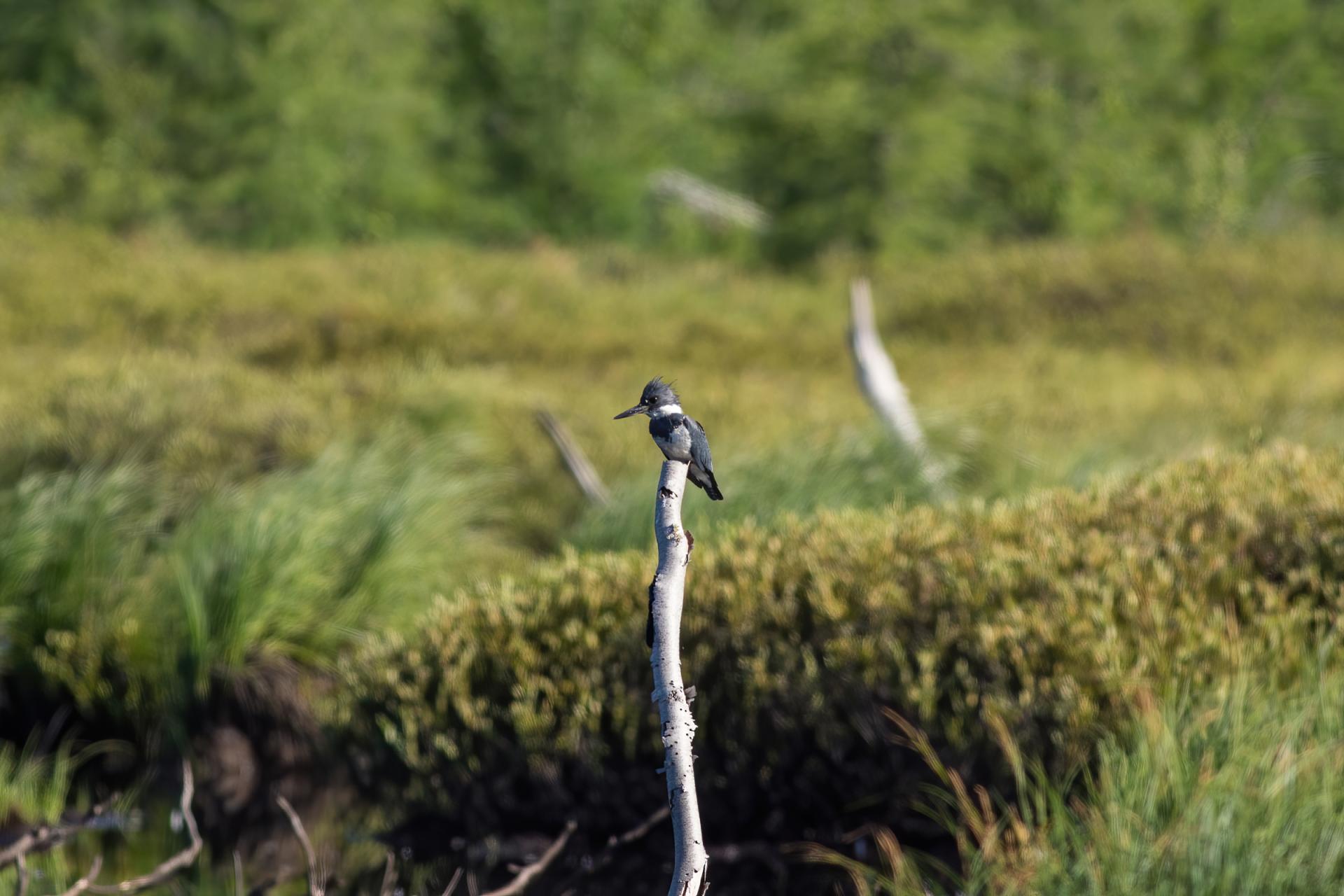 martin-pecheur-d-amerique-belted-kingfisher