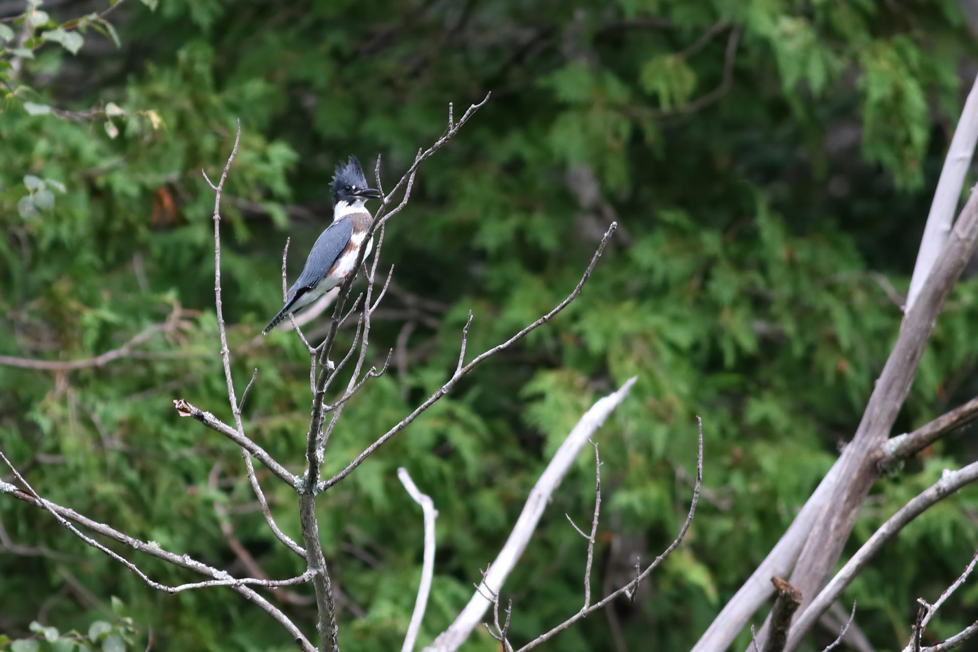 martin-pecheur-d-amerique-belted-kingfisher