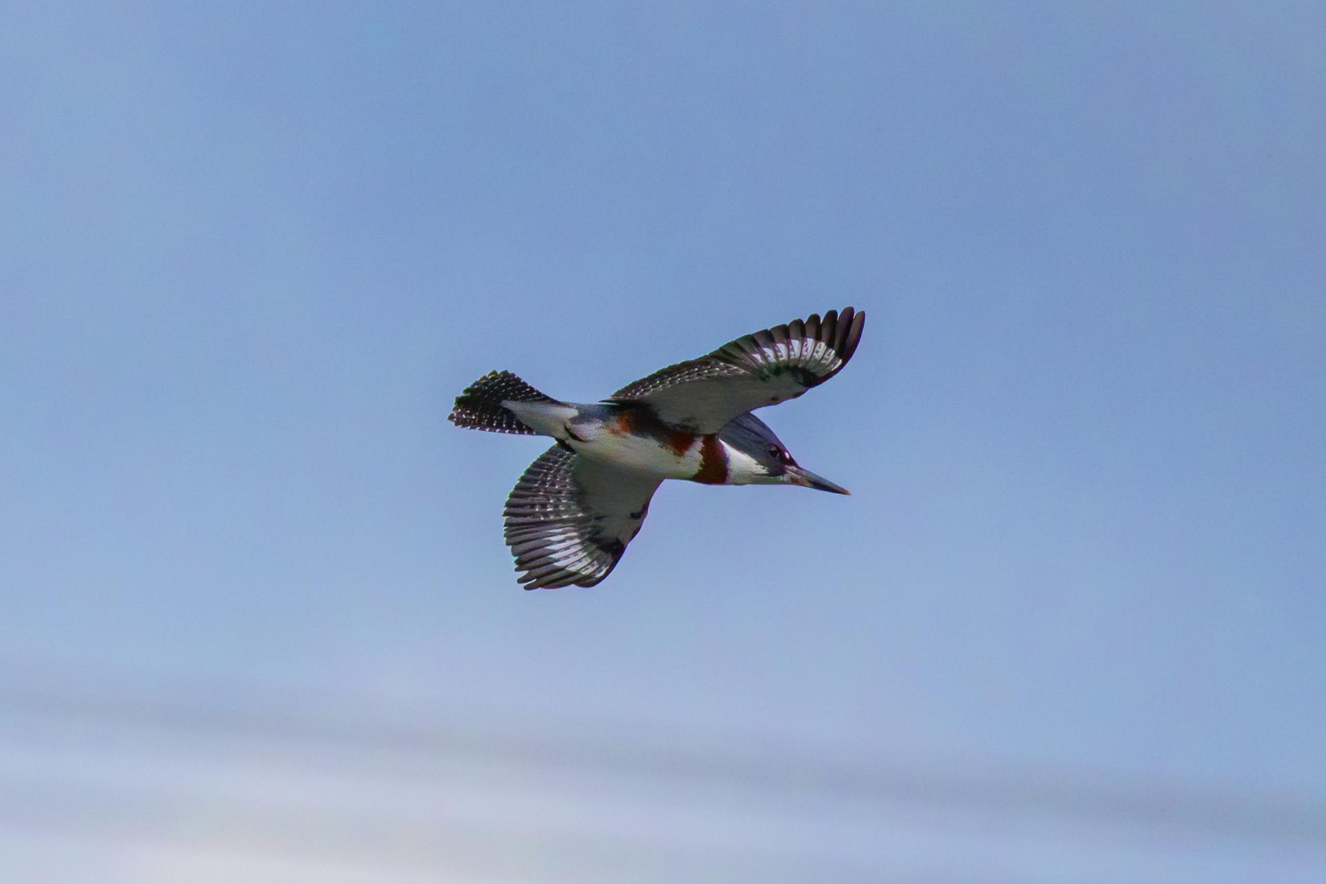 martin-pecheur-d-amerique-belted-kingfisher