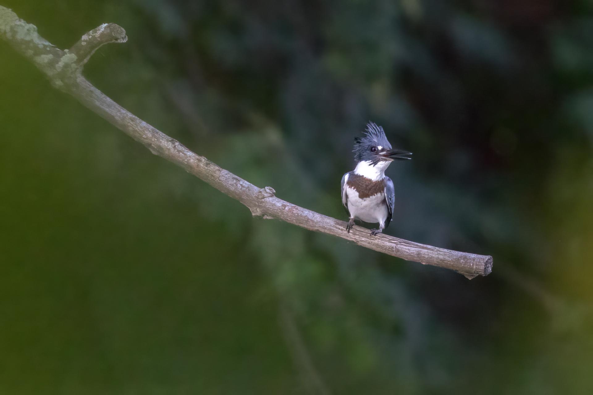 martin-pecheur-d-amerique-belted-kingfisher