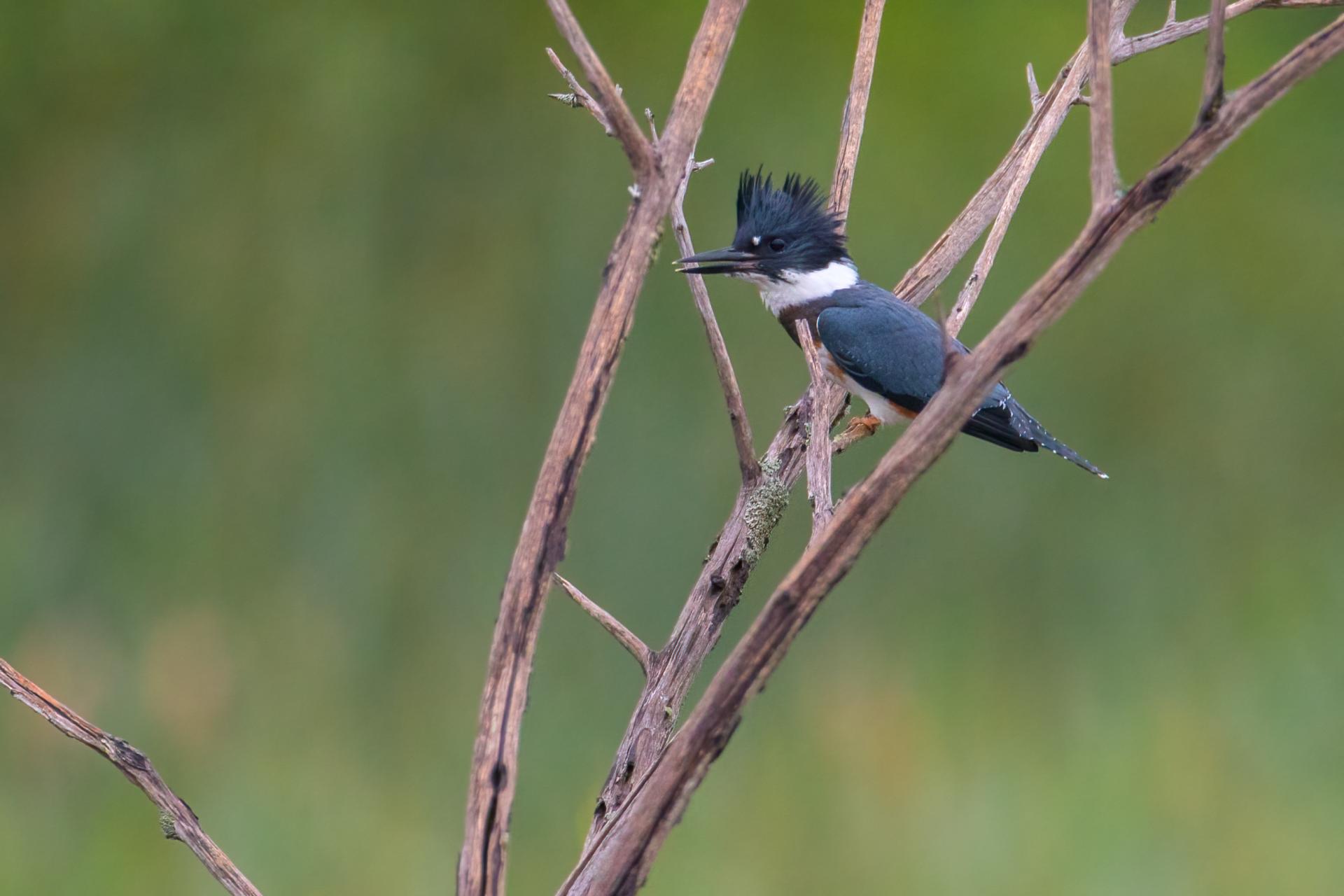 martin-pecheur-d-amerique-belted-kingfisher