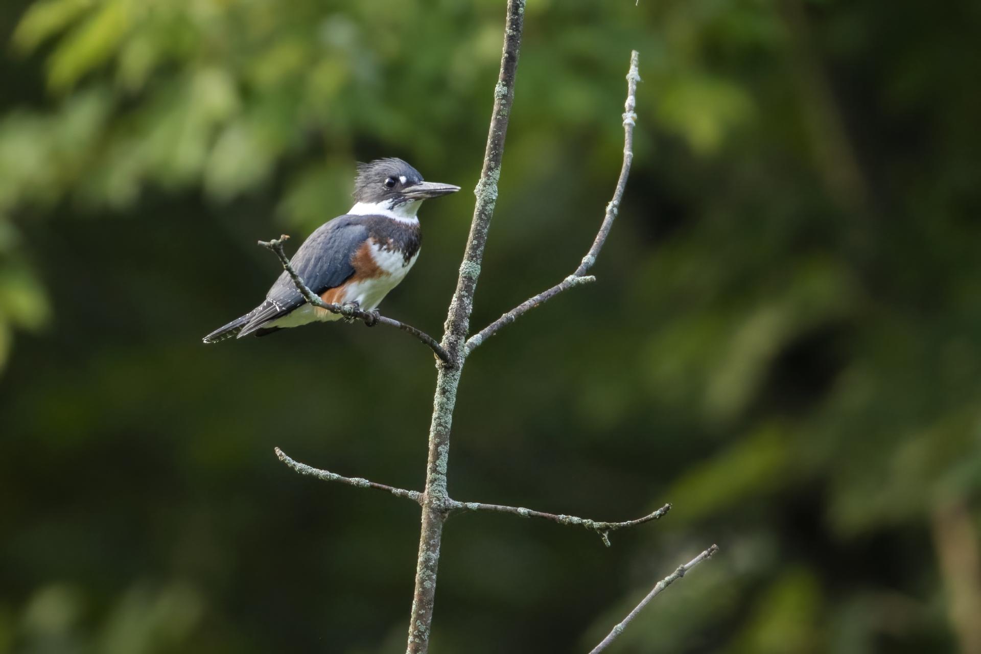 martin-pecheur-d-amerique-belted-kingfisher