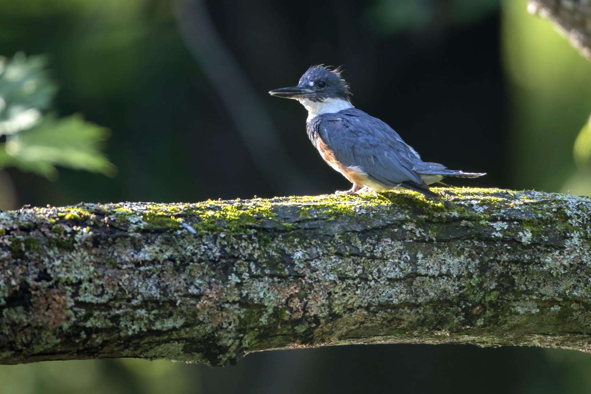 martin-pecheur-d-amerique-belted-kingfisher