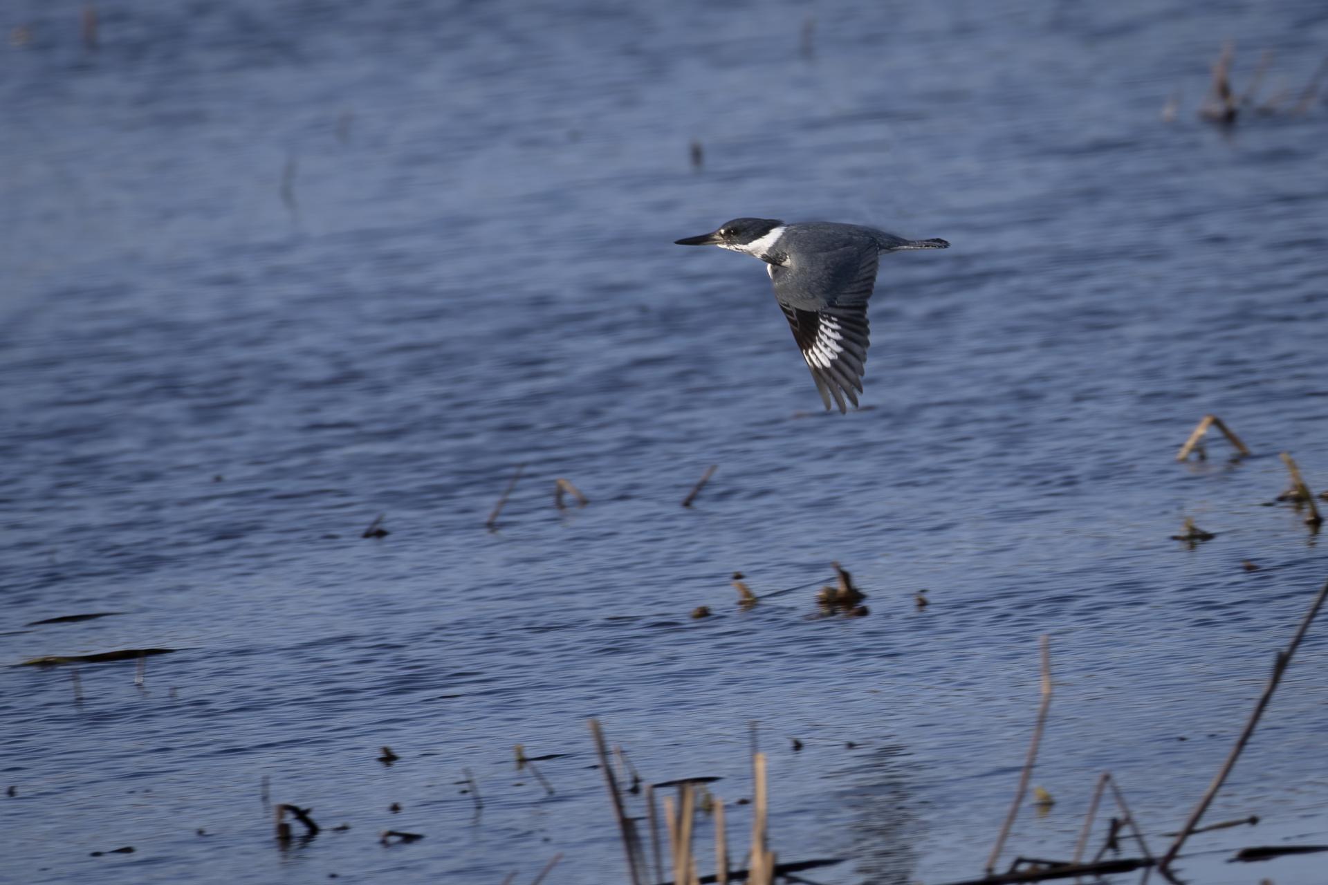 martin-pecheur-d-amerique-belted-kingfisher