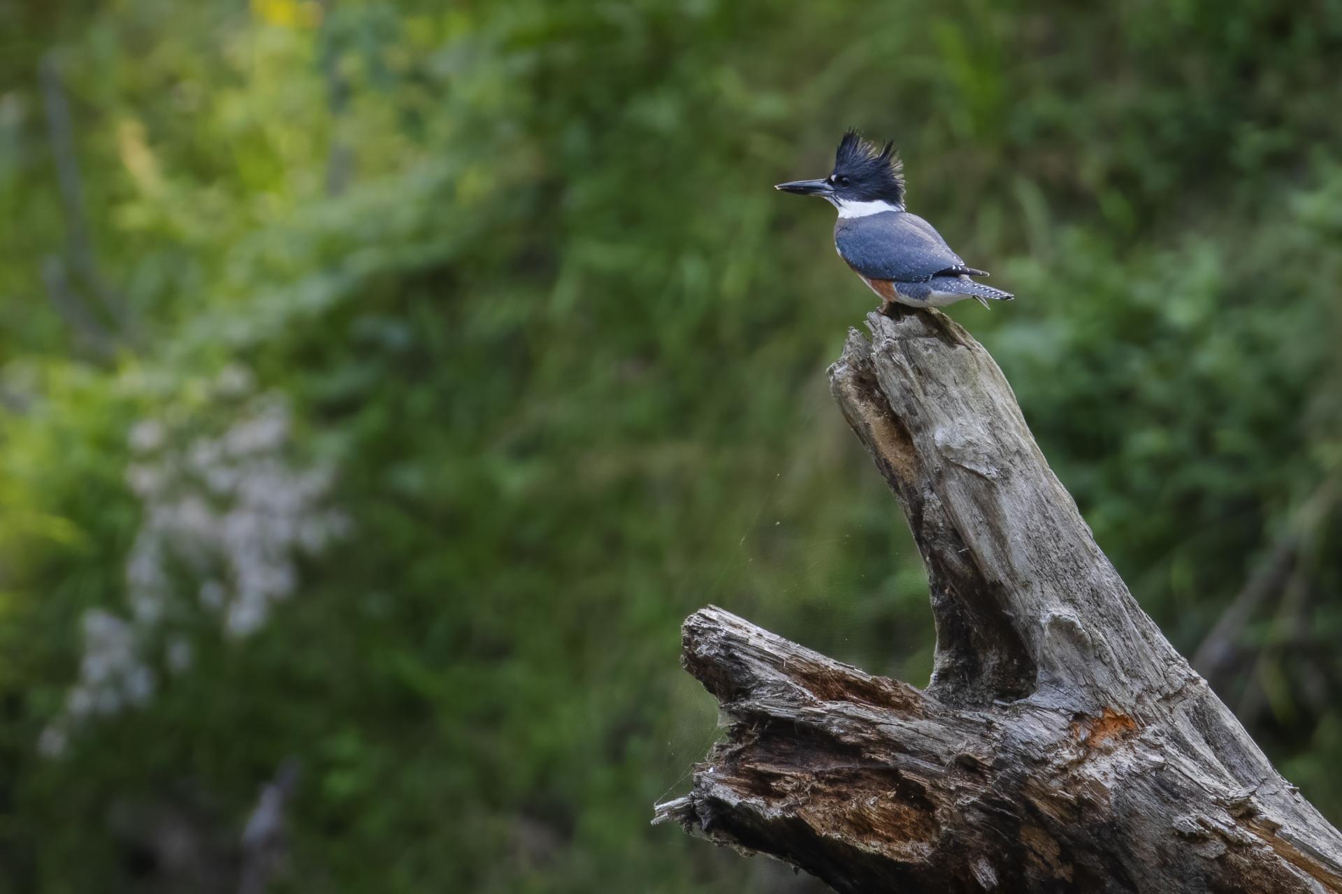 martin-pecheur-d-amerique-belted-kingfisher