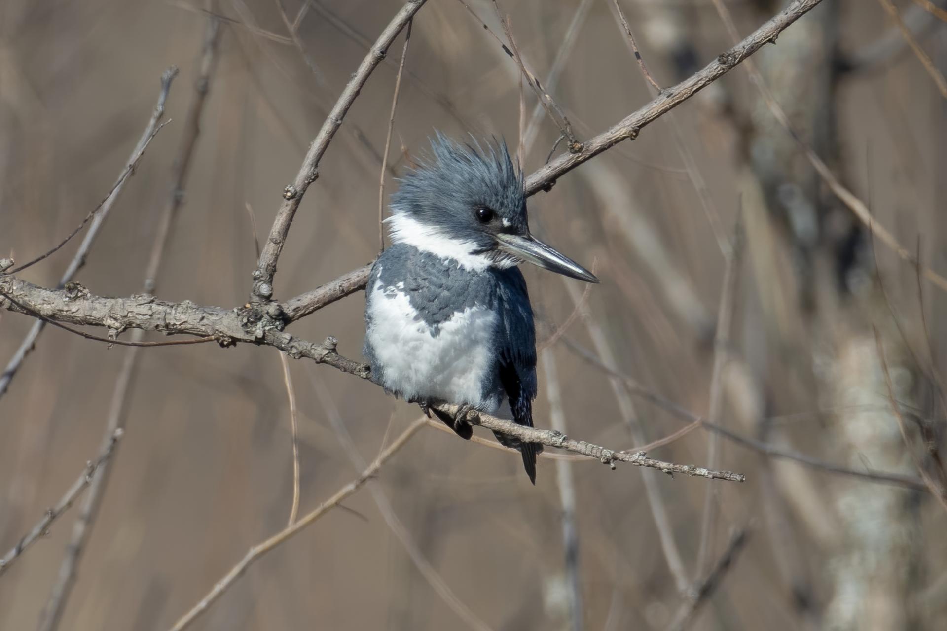 martin-pecheur-d-amerique-belted-kingfisher