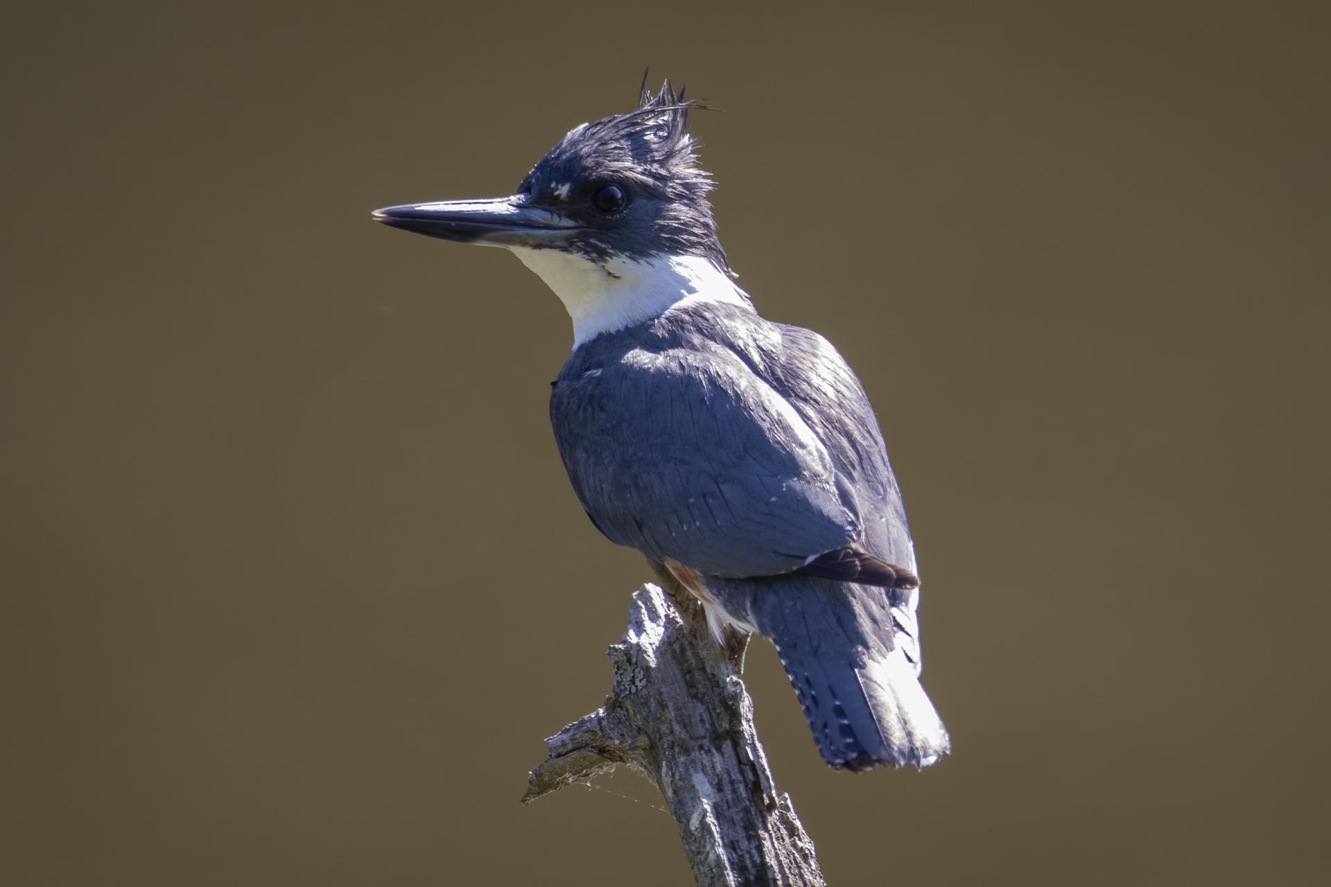 martin-pecheur-d-amerique-belted-kingfisher