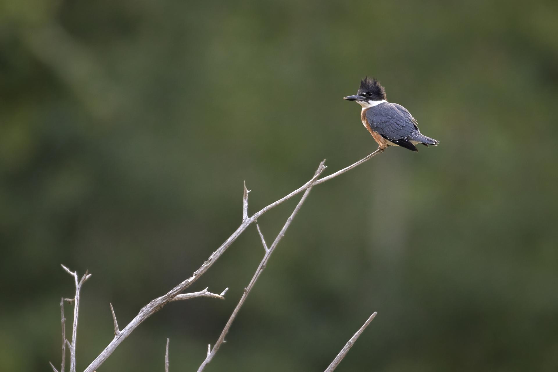 martin-pecheur-d-amerique-belted-kingfisher