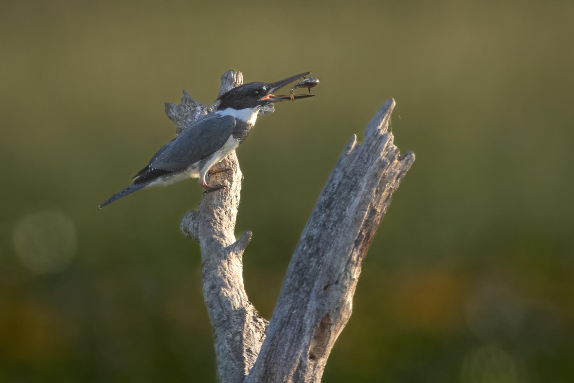 martin-pecheur-d-amerique-belted-kingfisher