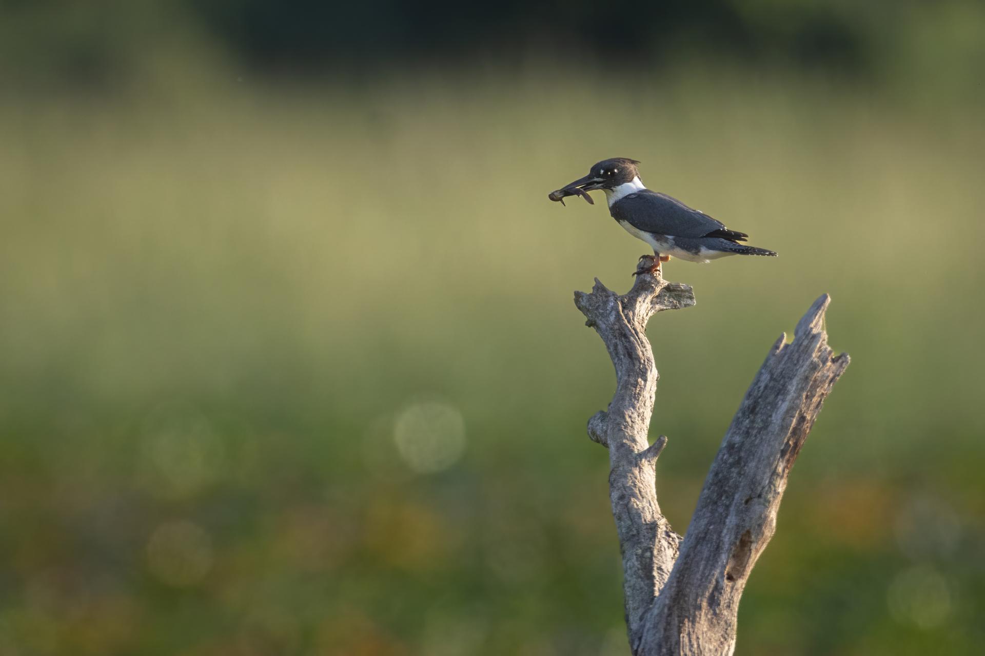 martin-pecheur-d-amerique-belted-kingfisher