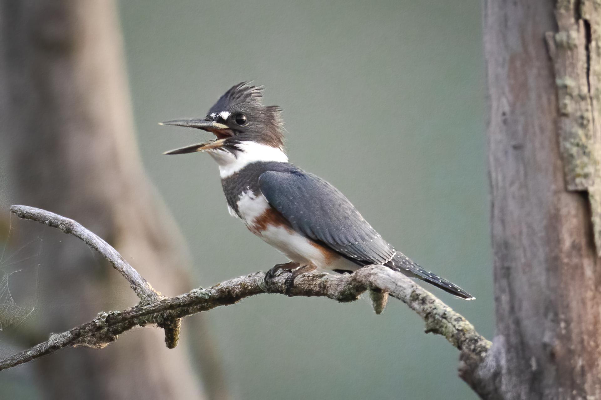 martin-pecheur-d-amerique-belted-kingfisher