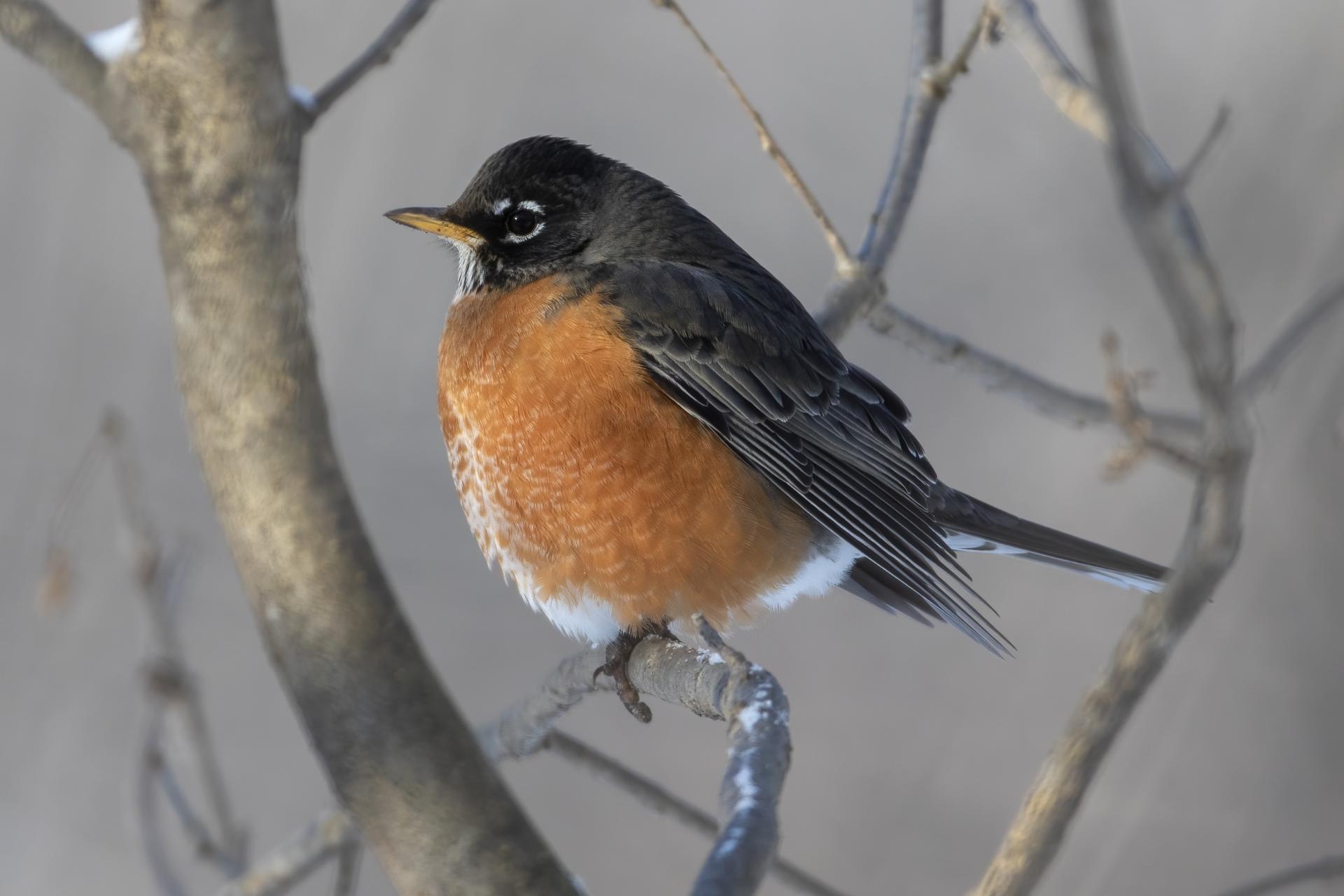 merle-d-amerique-American-robin