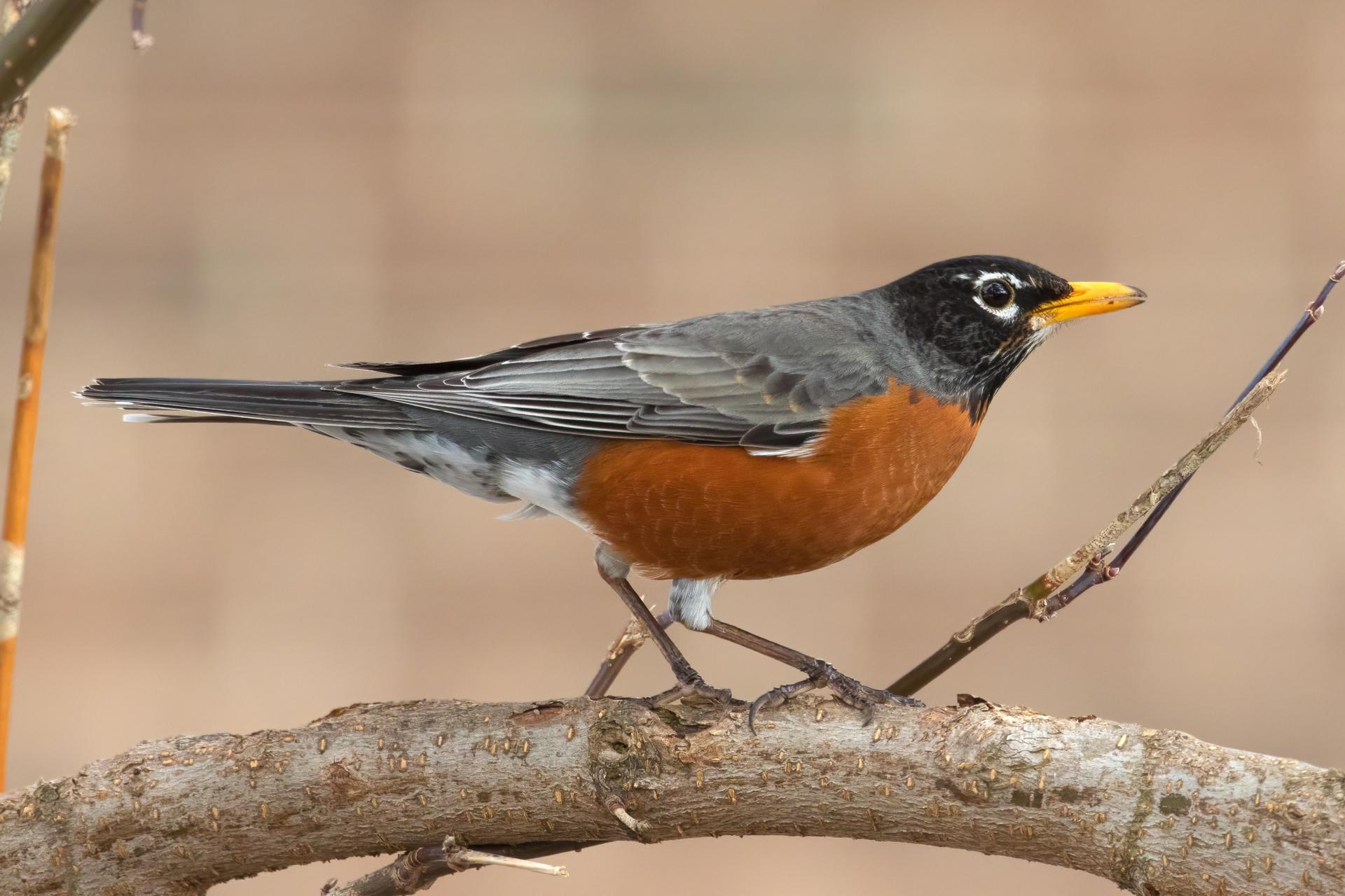 merle-d-amerique-American-robin