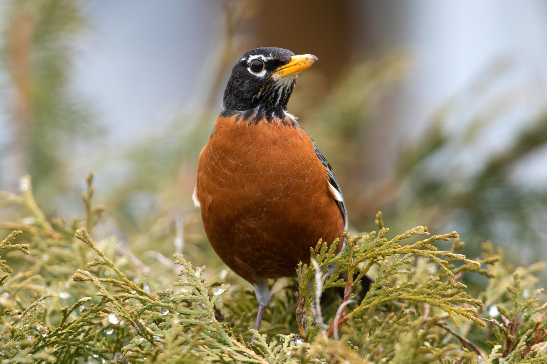 merle-d-amerique-American-robin