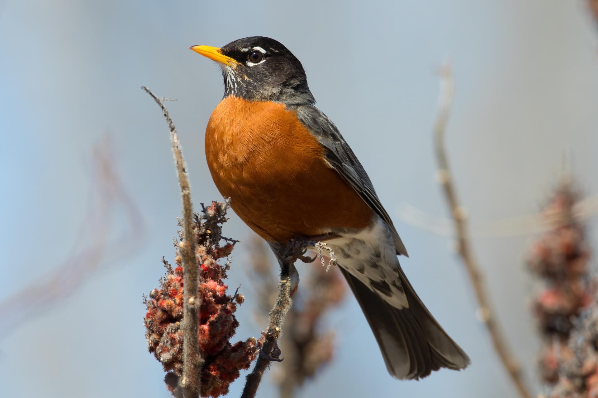 merle-d-amerique-American-robin