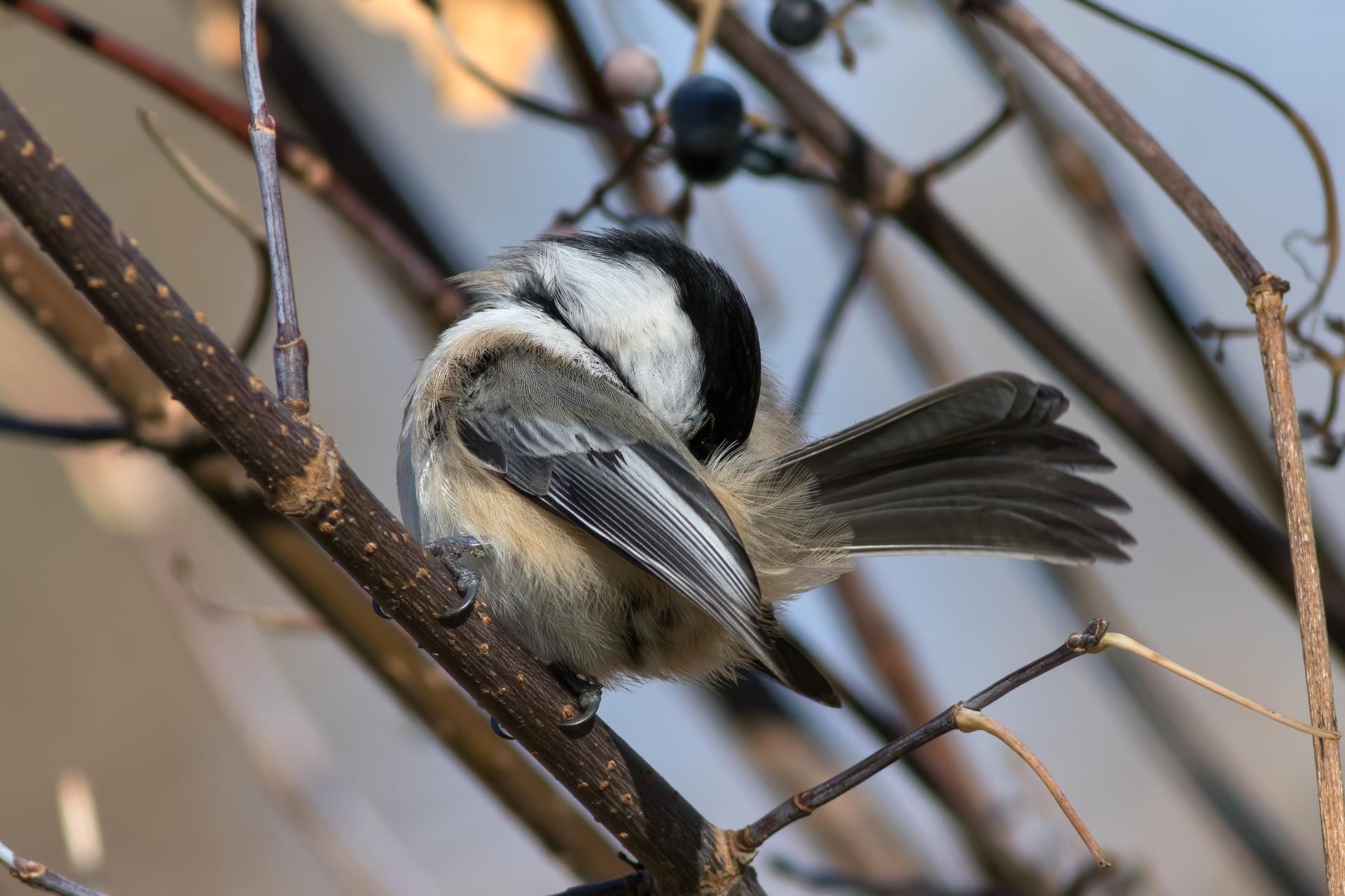 mesange-a-tete-noire-black-capped-chickadee