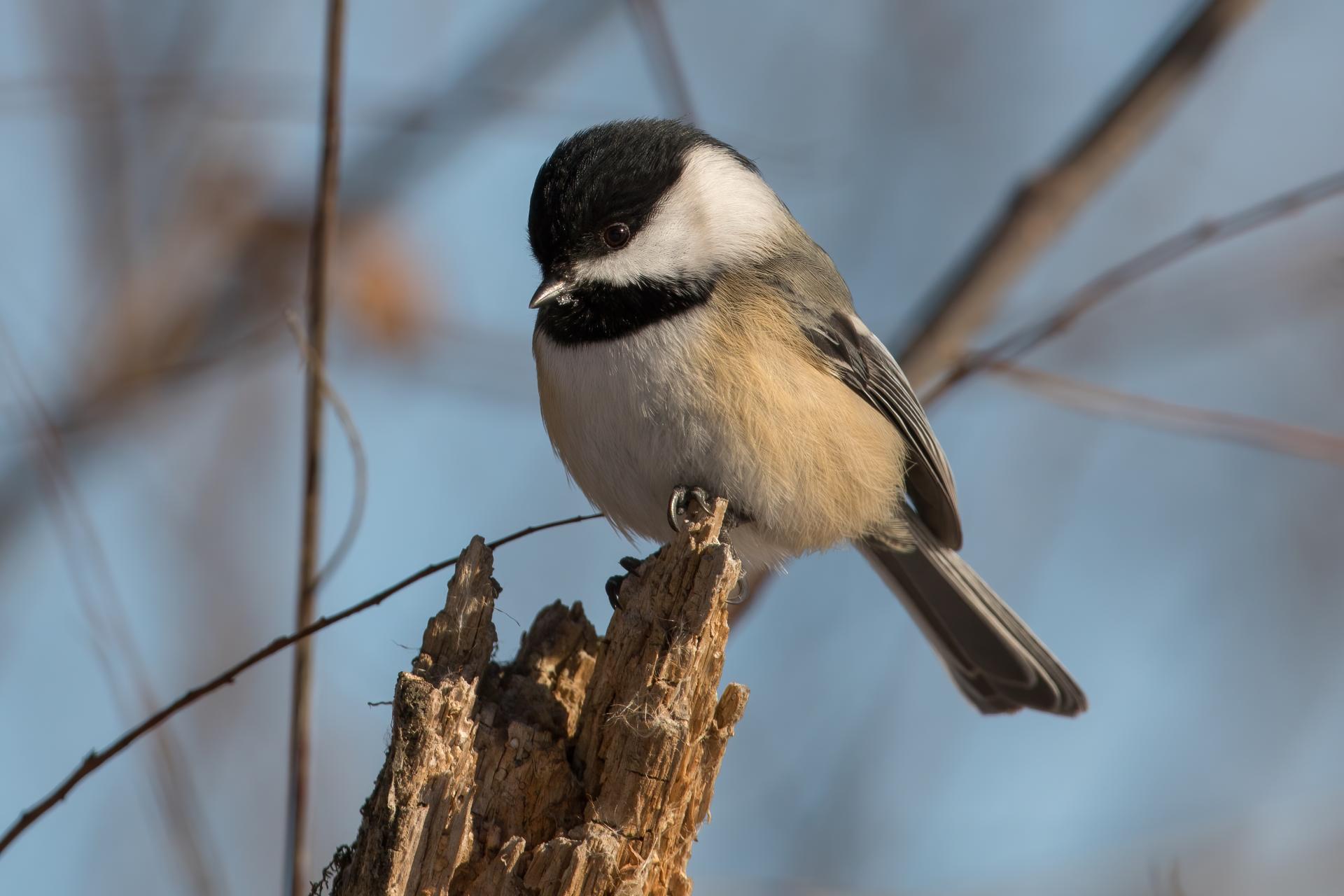 mesange-a-tete-noire-black-capped-chickadee