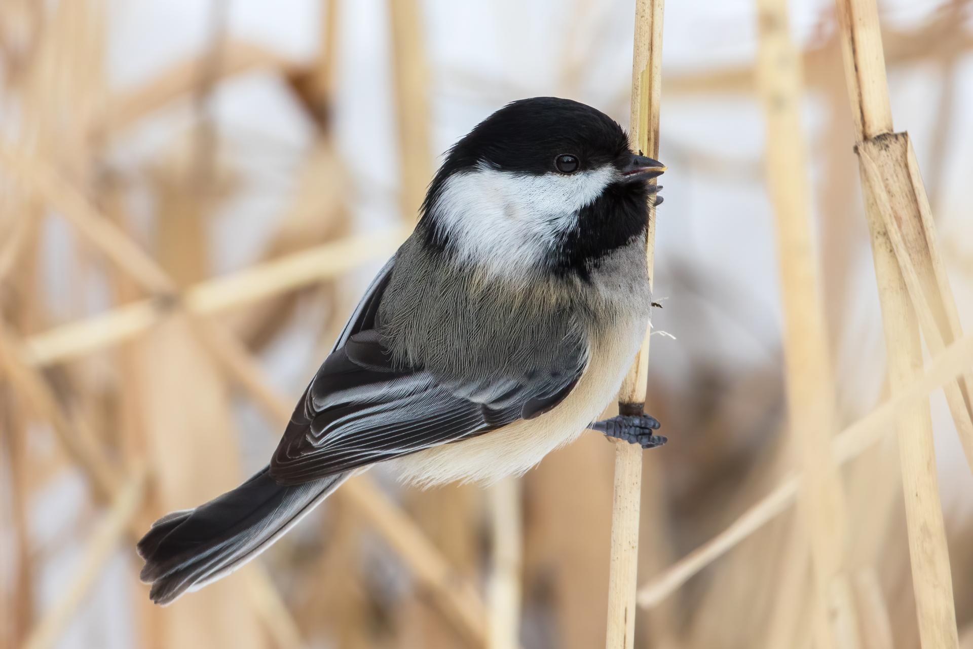 mesange-a-tete-noire-black-capped-chickadee