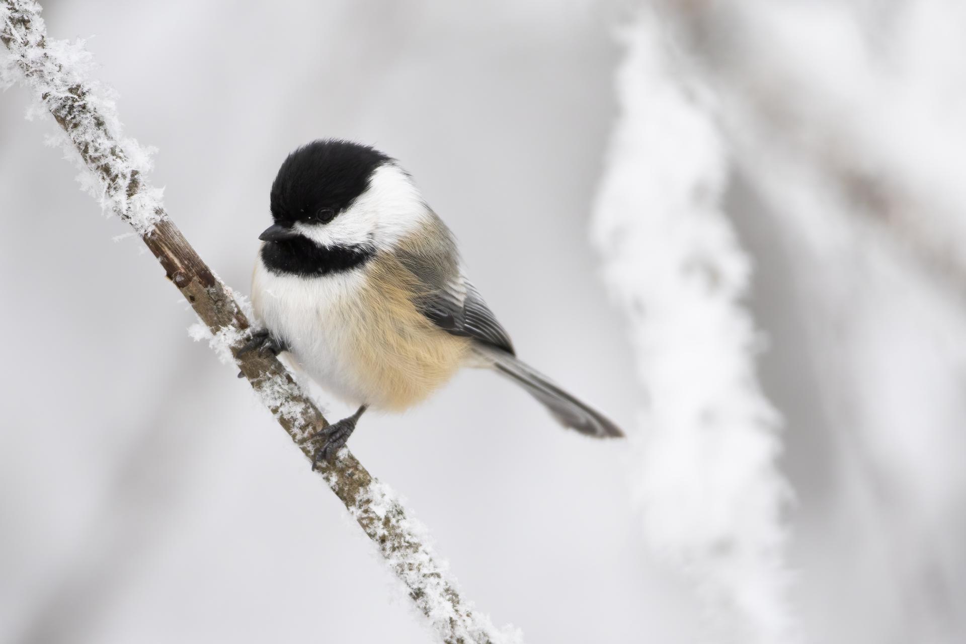 mesange-a-tete-noire-black-capped-chickadee
