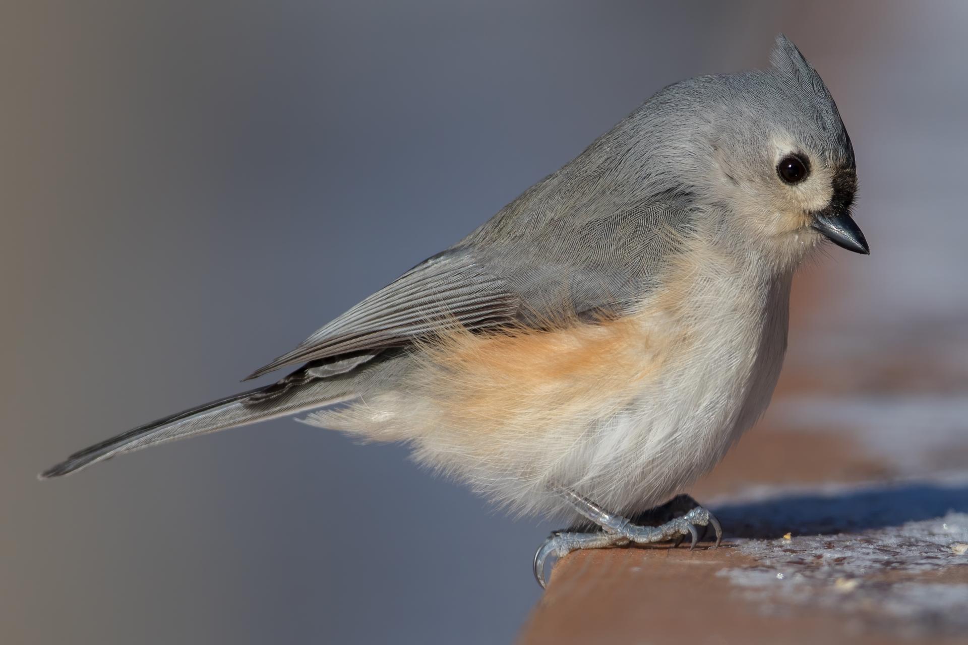 mesange-bicolore-tufted-titmouse