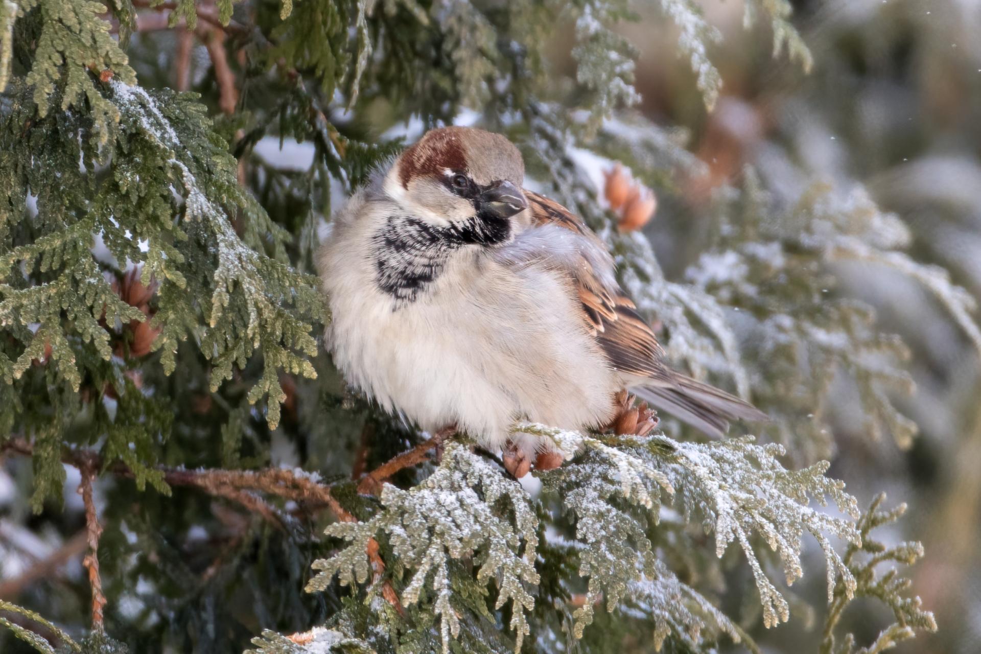 moineau-domestique-house-sparrow