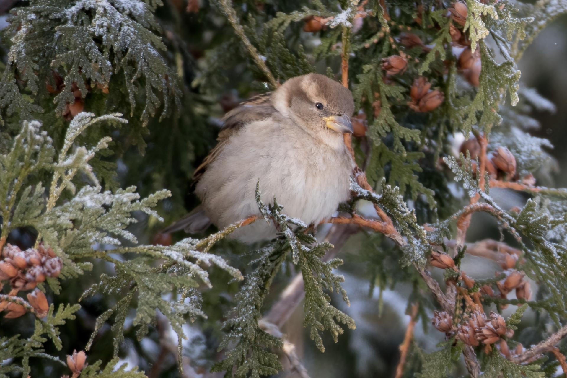 moineau-domestique-house-sparrow