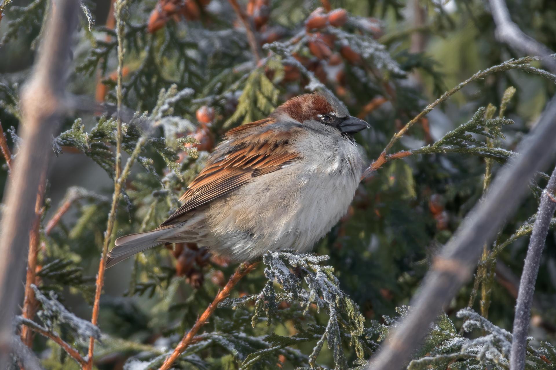 moineau-domestique-house-sparrow