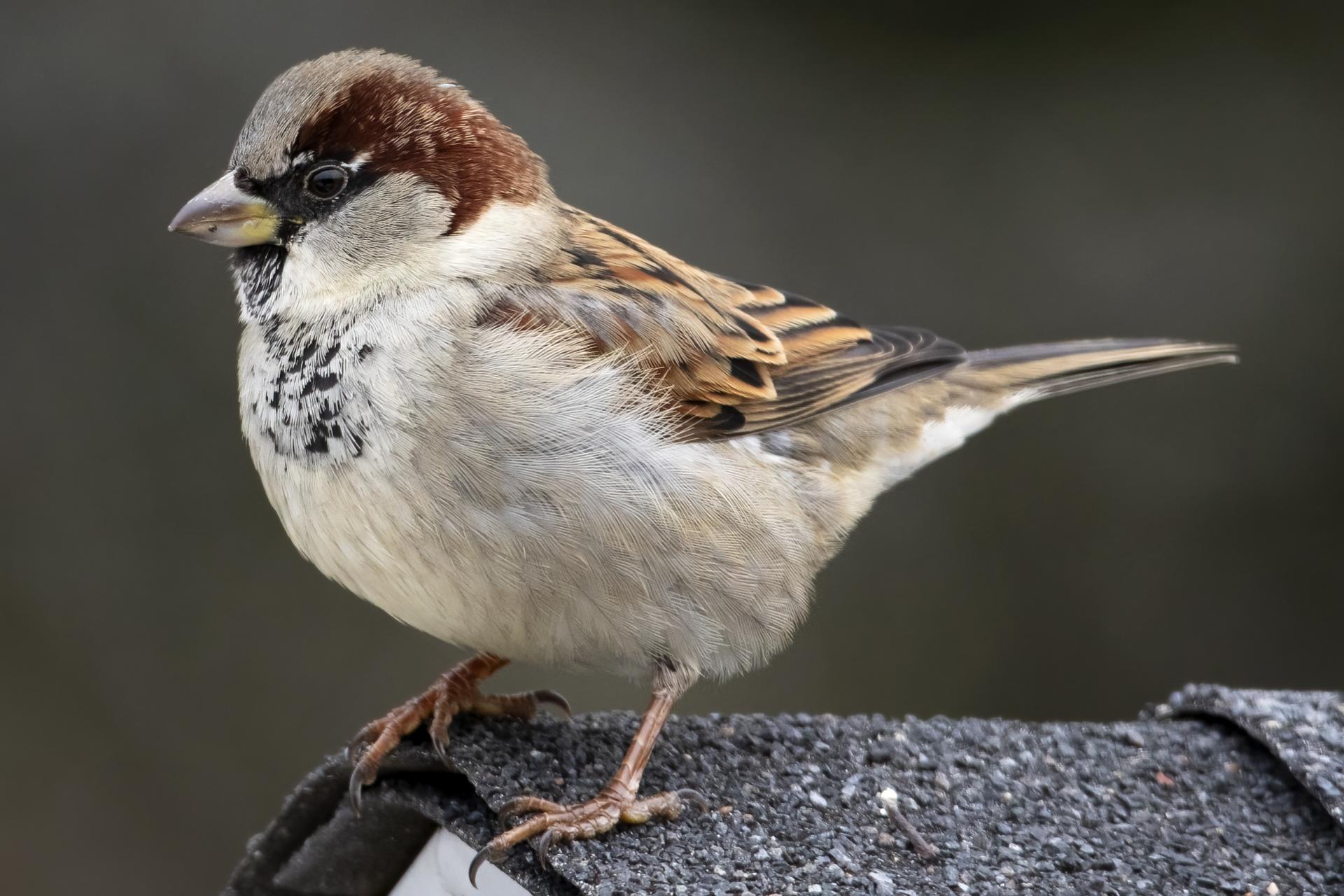 moineau-domestique-house-sparrow