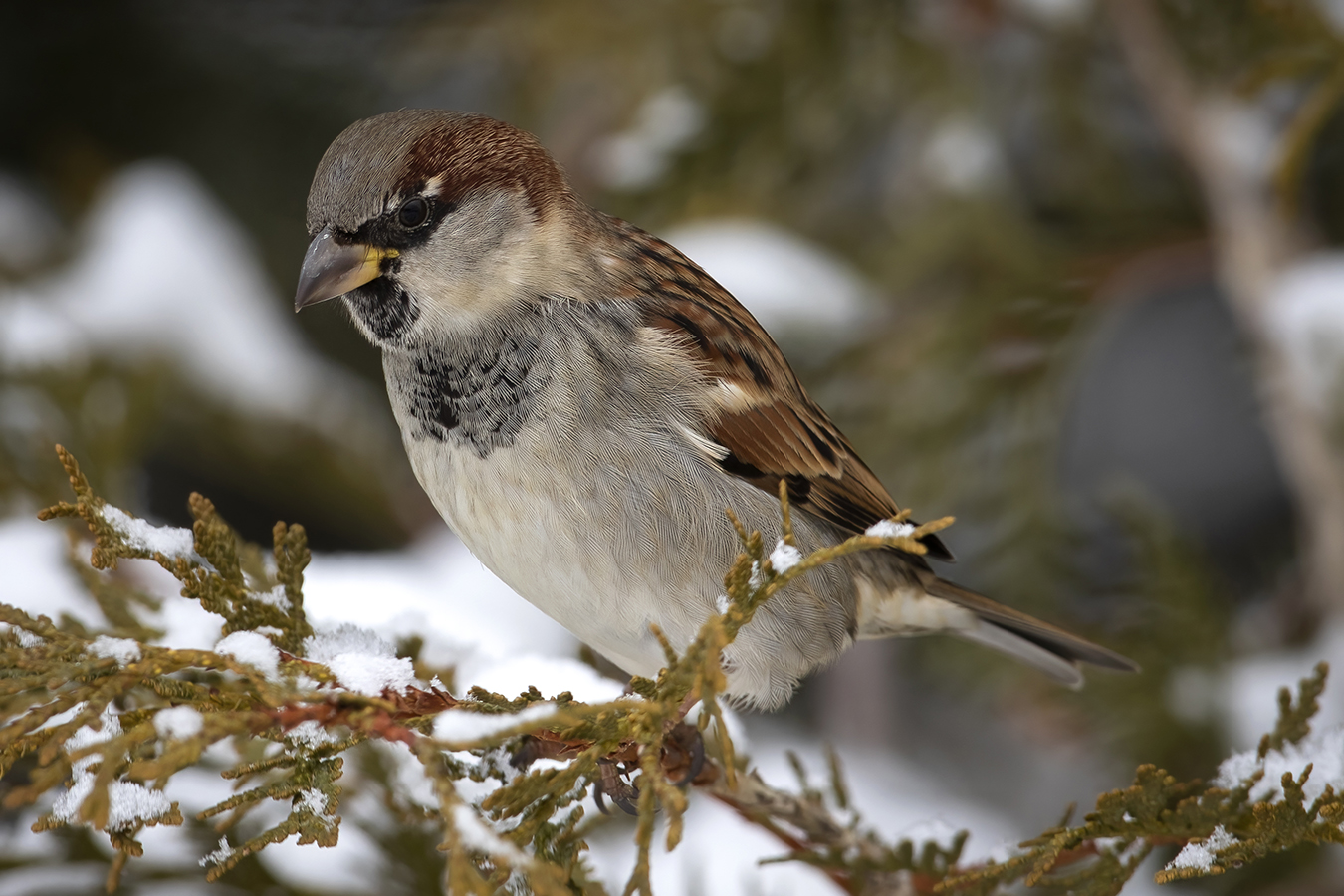moineau-domestique-house-sparrow