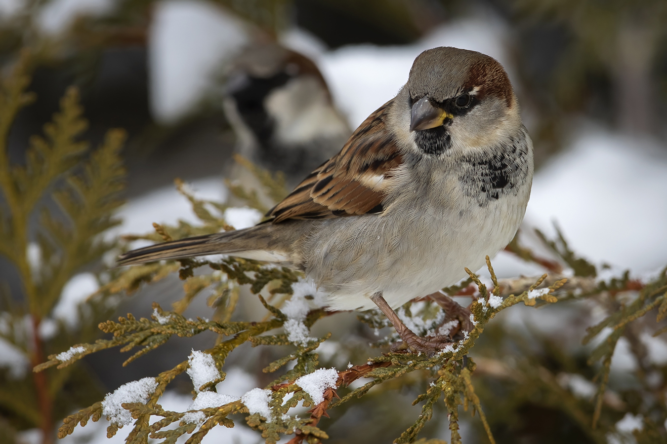 moineau-domestique-house-sparrow