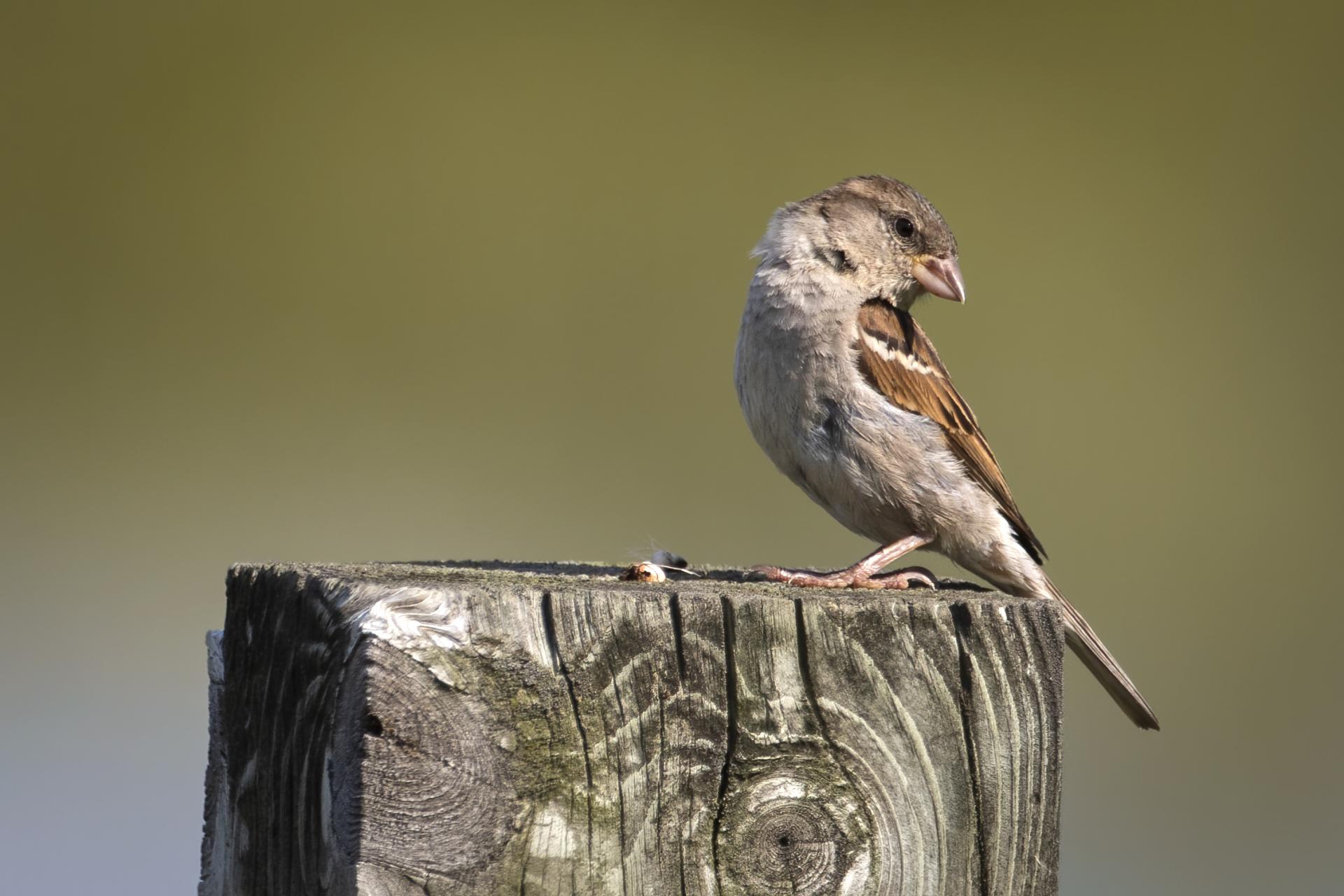 moineau-domestique-house-sparrow