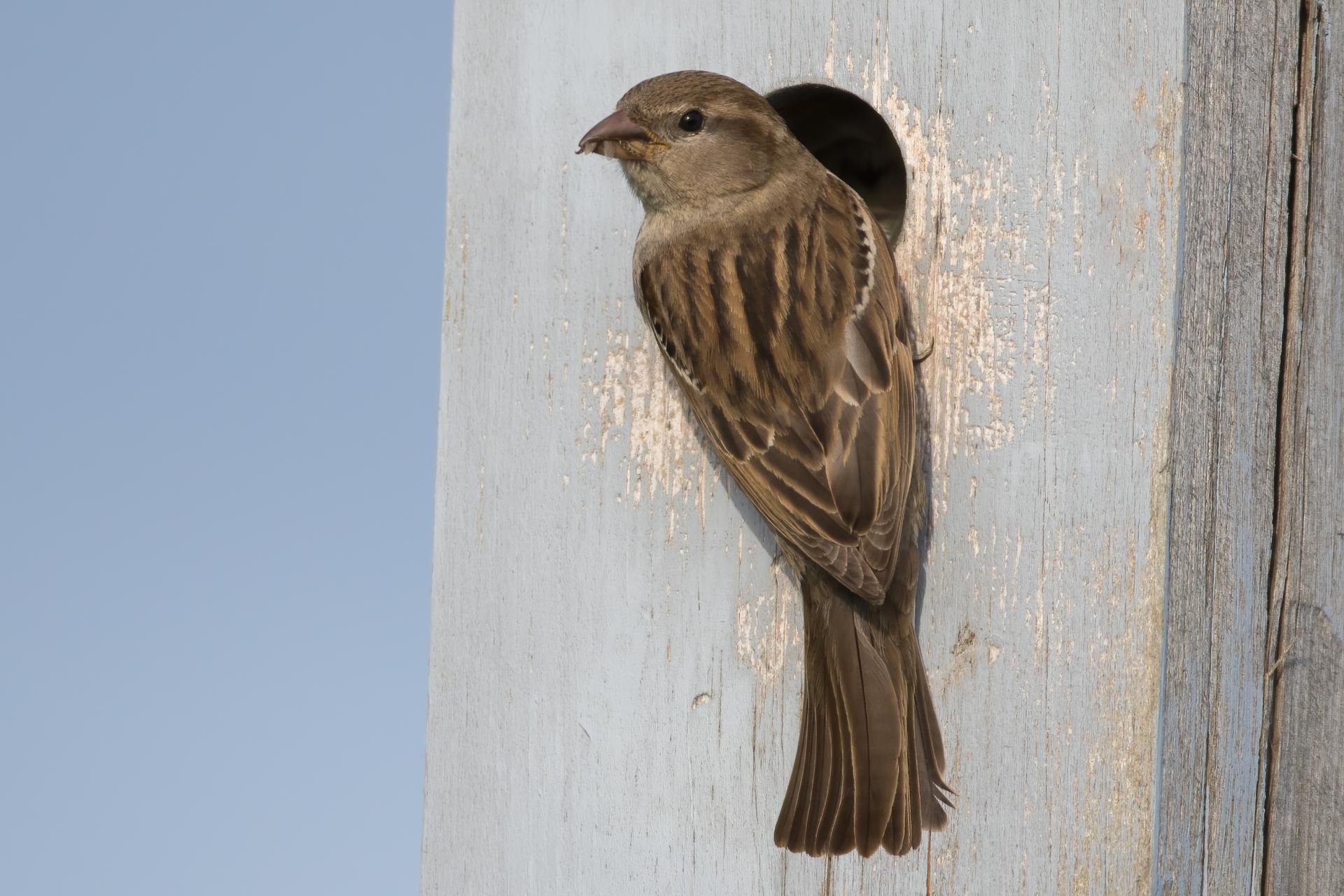 moineau-domestique-house-sparrow