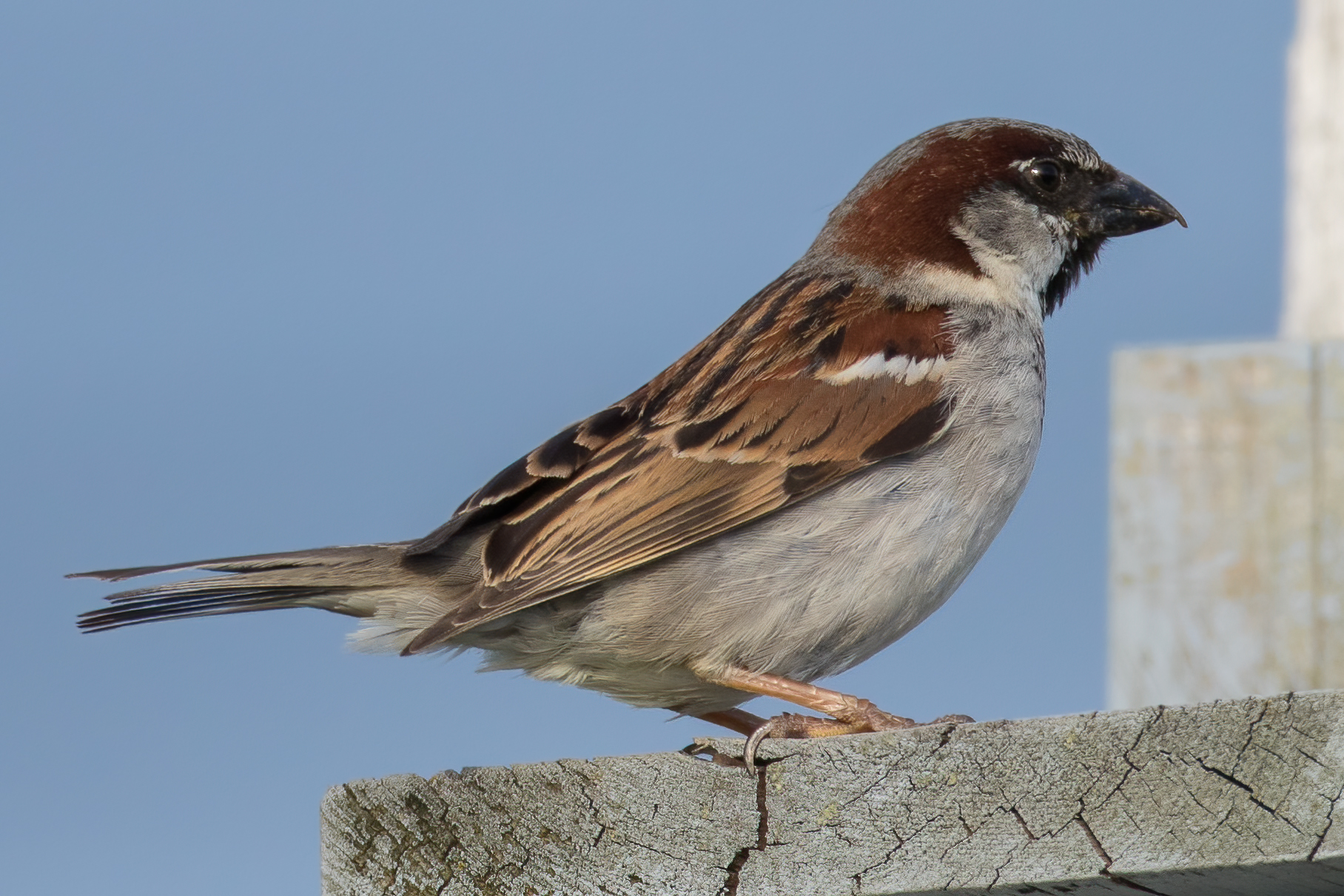 moineau-domestique-house-sparrow