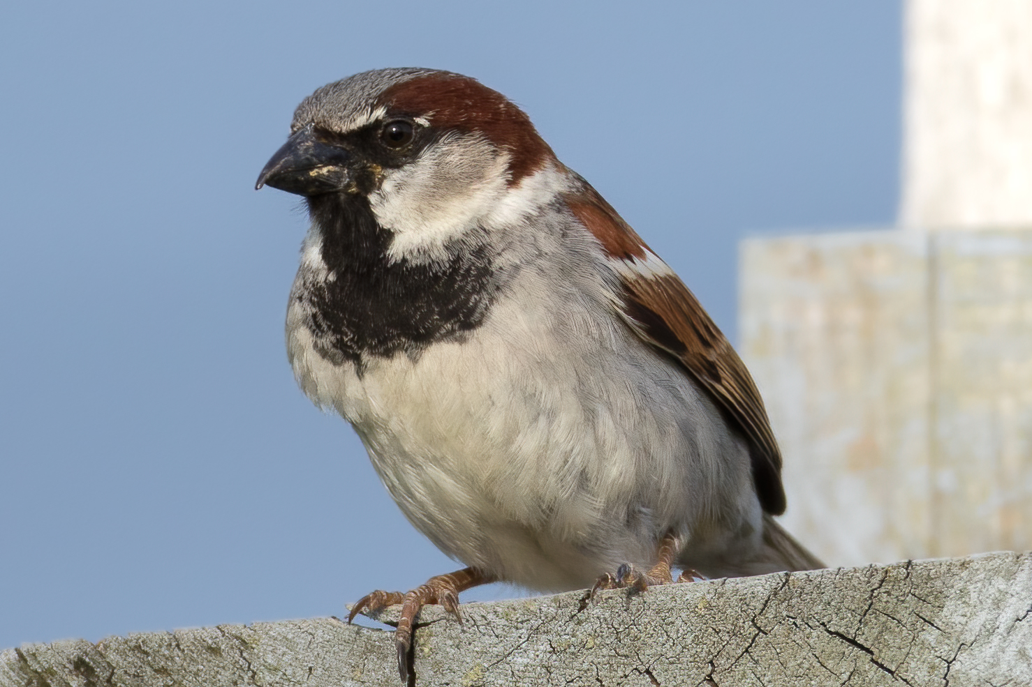 moineau-domestique-house-sparrow