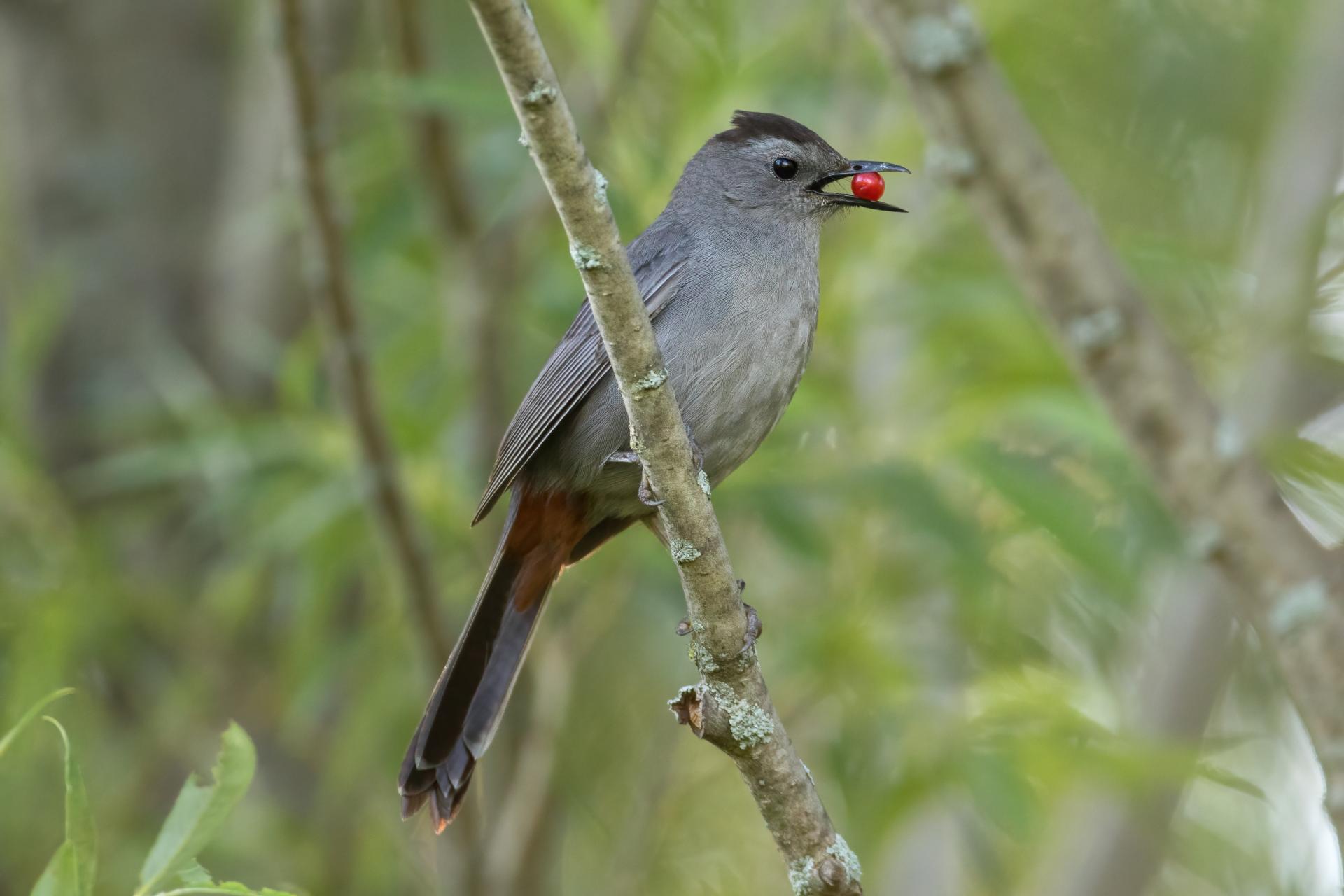 moqueur-chat-grey-catbird