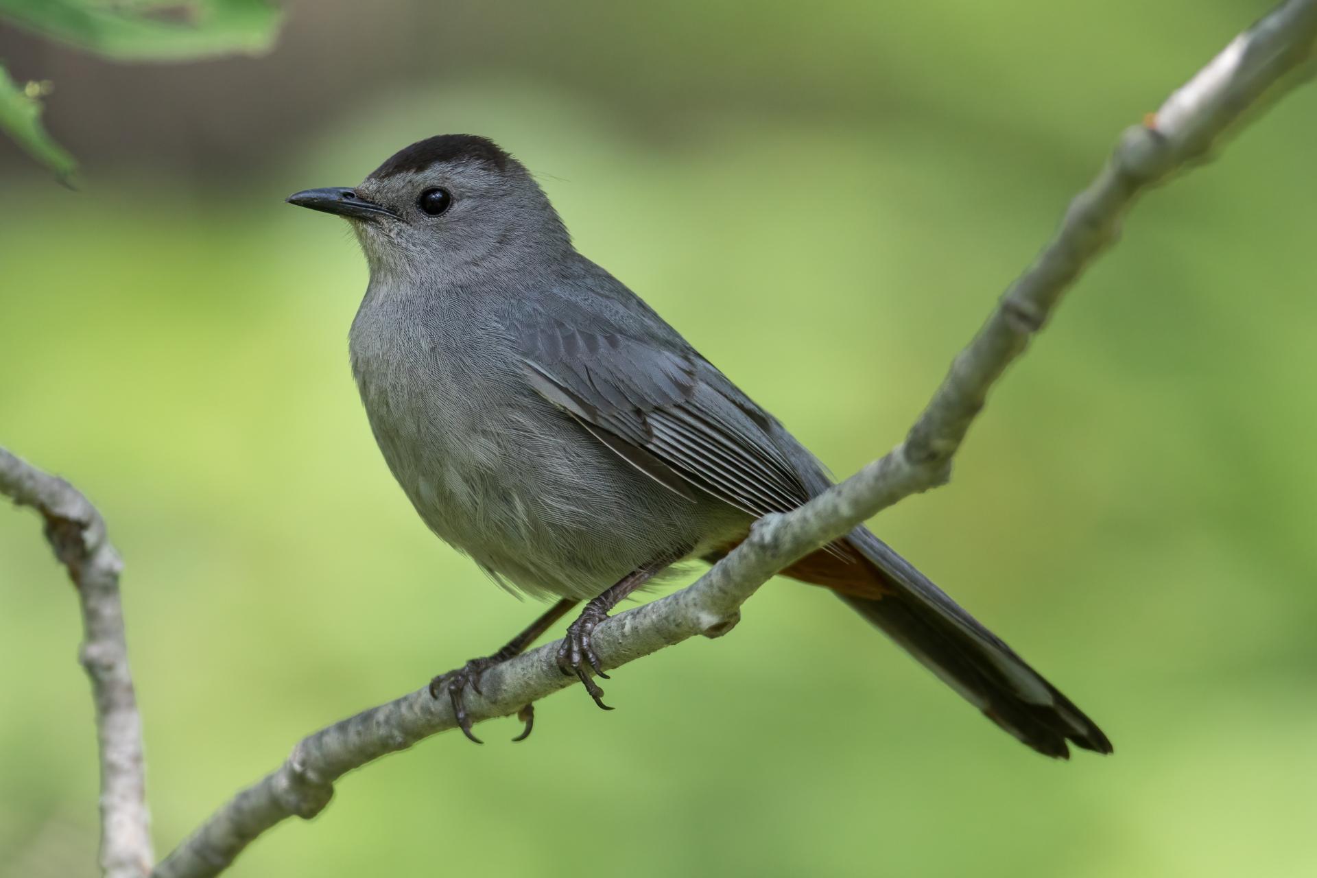 moqueur-chat-grey-catbird