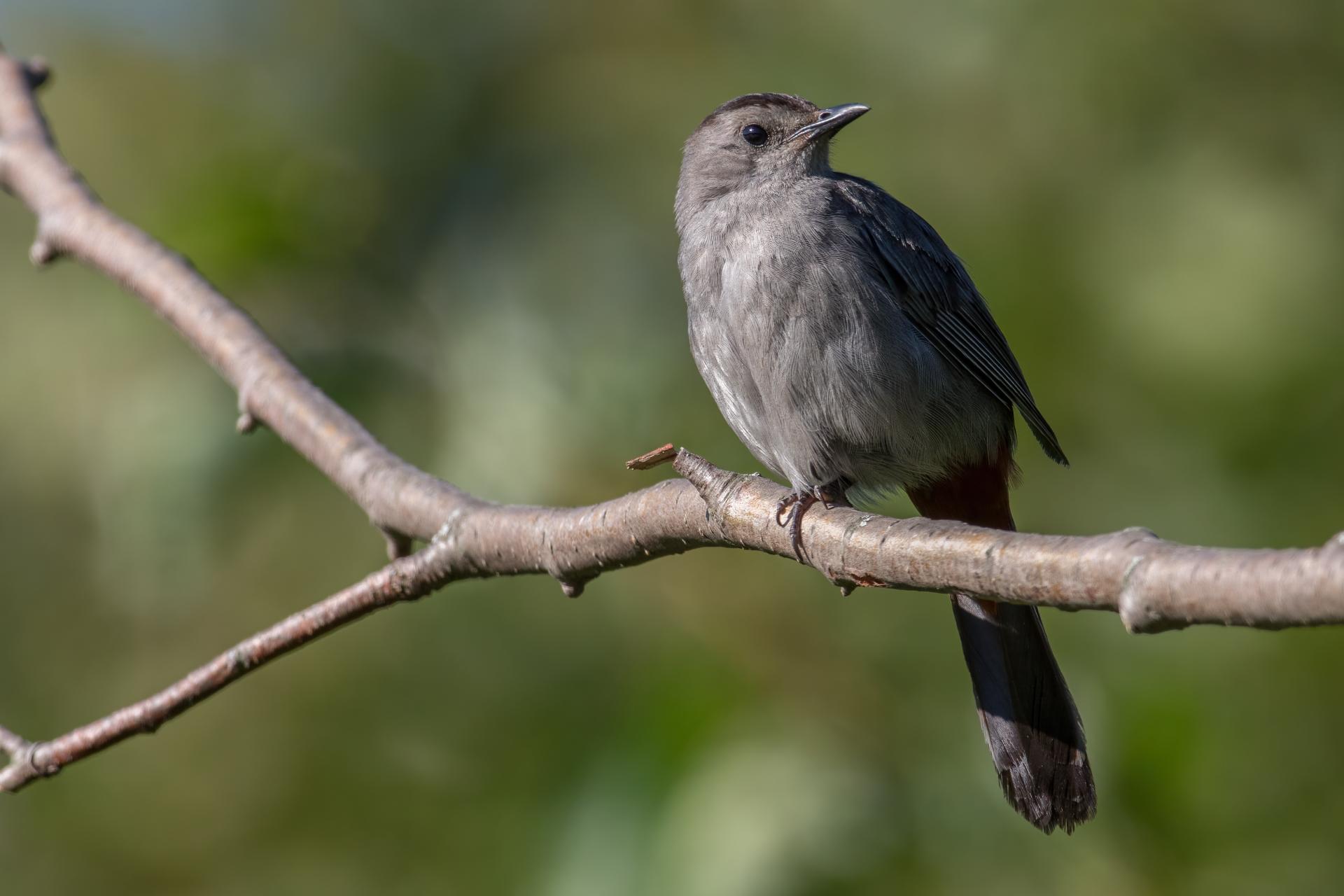 moqueur-chat-grey-catbird