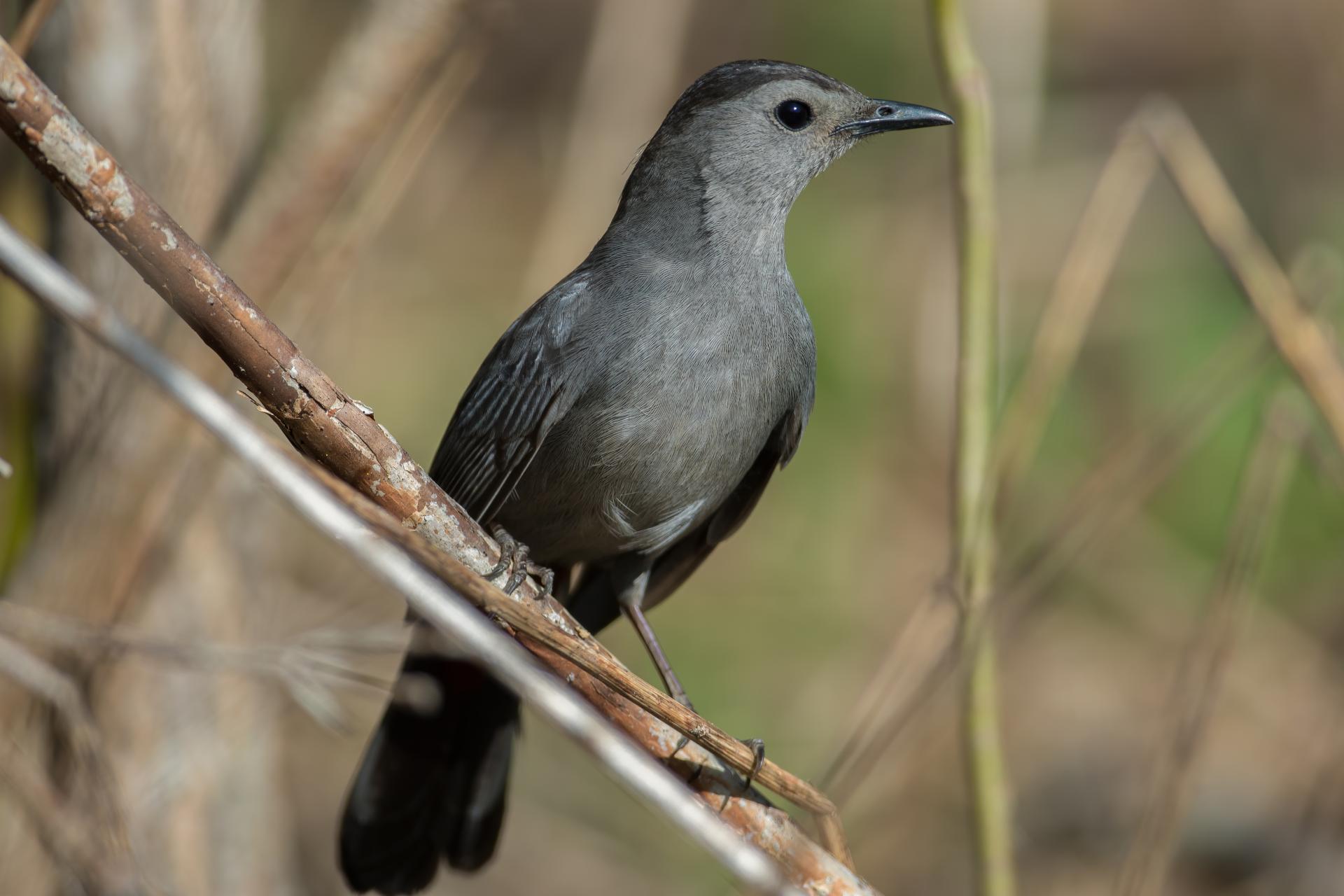 moqueur-chat-grey-catbird