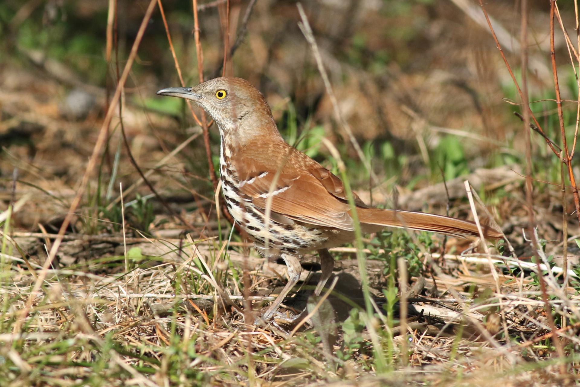 moqueur-roux-brown-thrasher