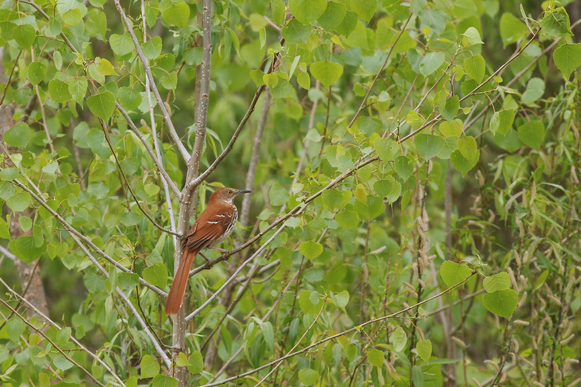 moqueur-roux-brown-thrasher