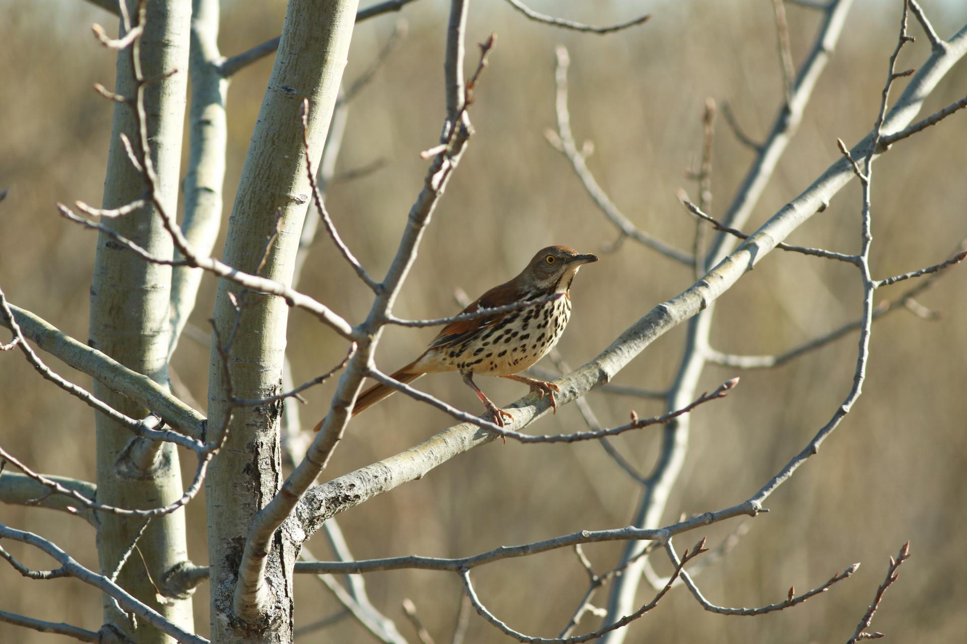 moqueur-roux-brown-thrasher