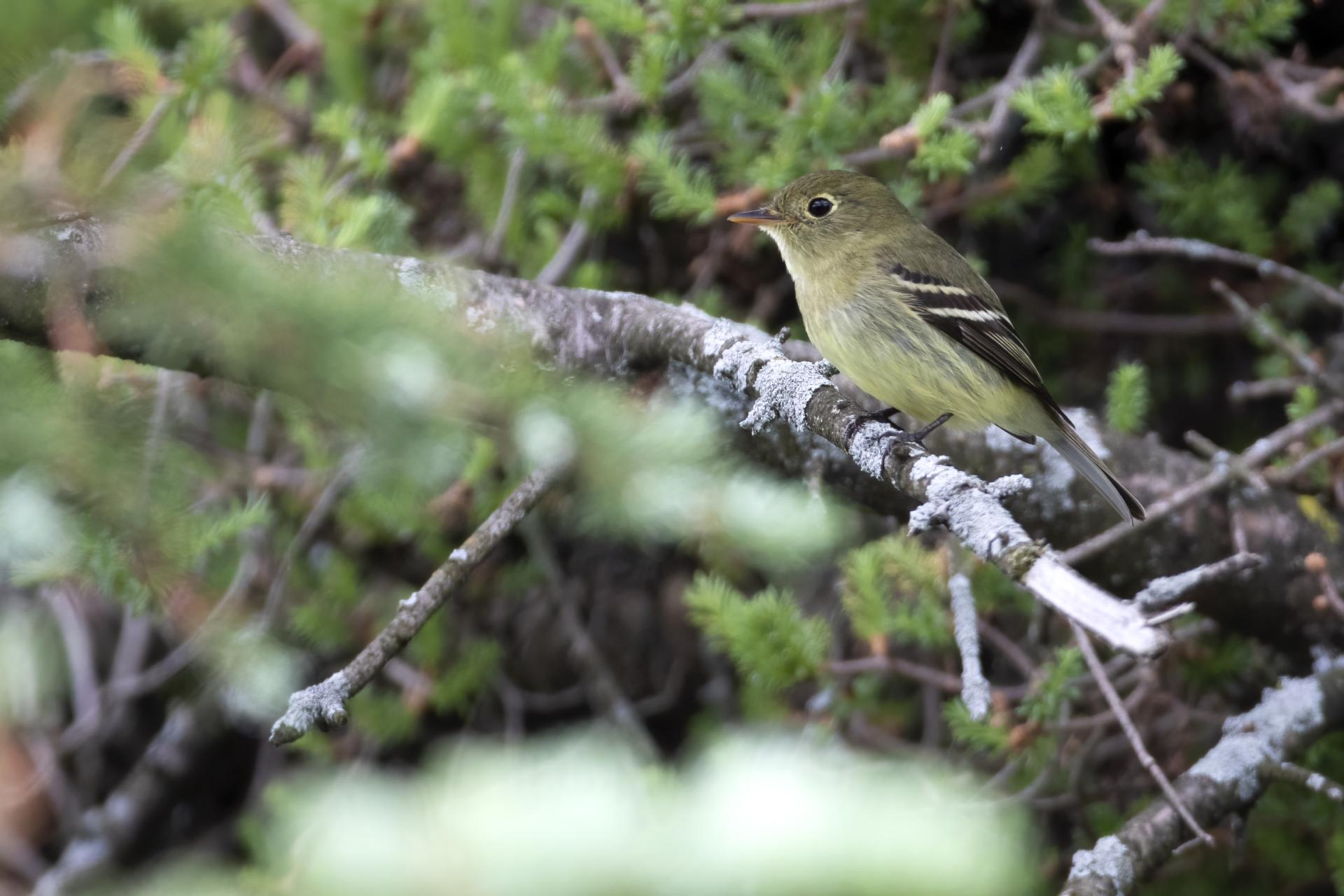 moucherolle-a-ventre-jaune-yellow-bellied-flycatcher