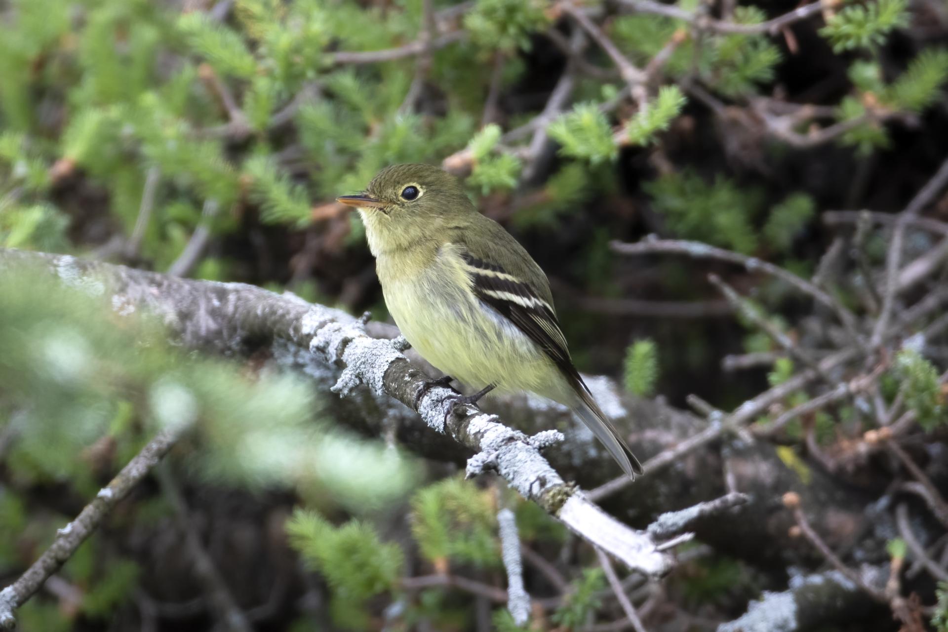 moucherolle-a-ventre-jaune-yellow-bellied-flycatcher